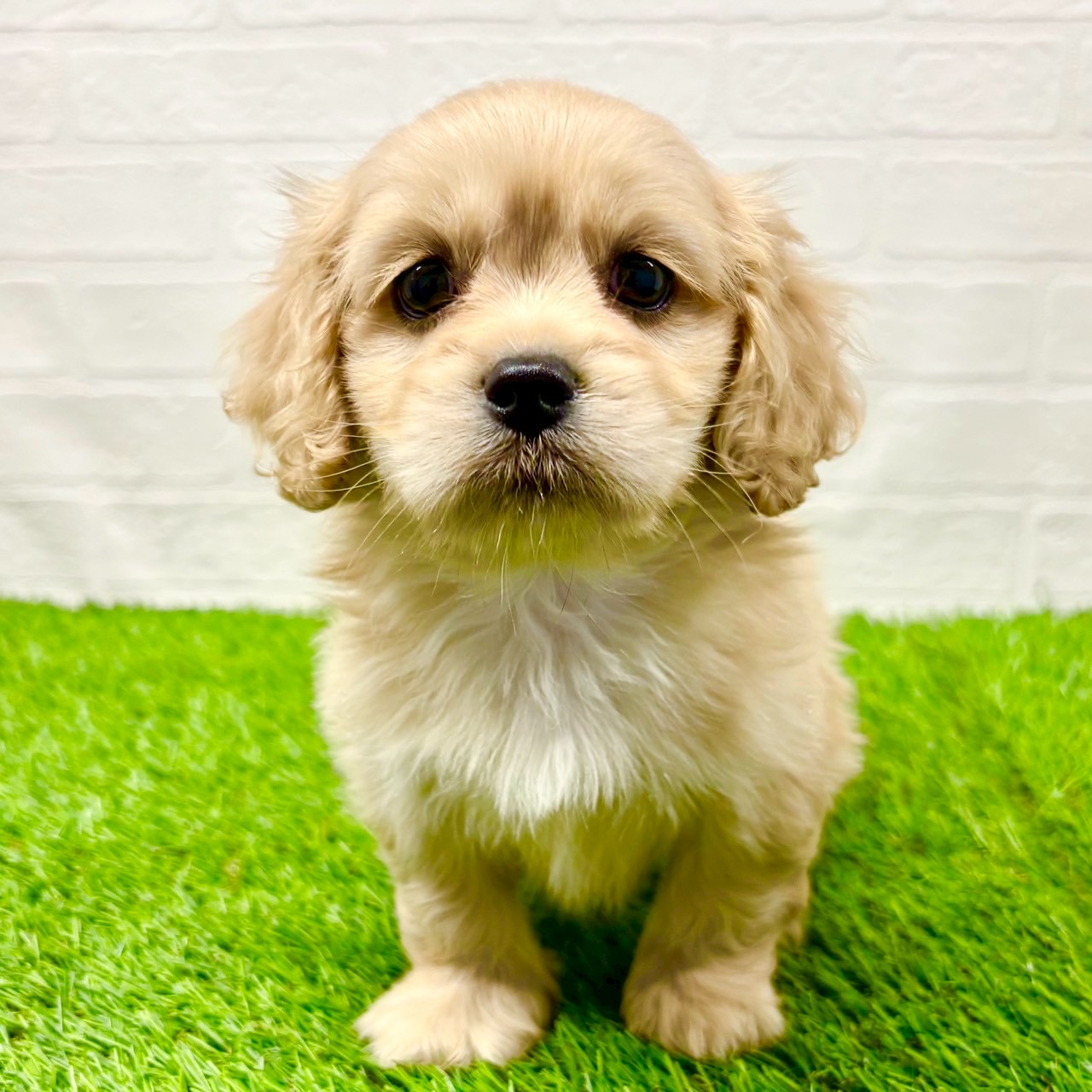 滋賀県のハーフ犬・ミックス犬 (ワンニャンハウス草津店/2025年7月27日生まれ/女の子/クリーム)の子犬の3枚目の画像