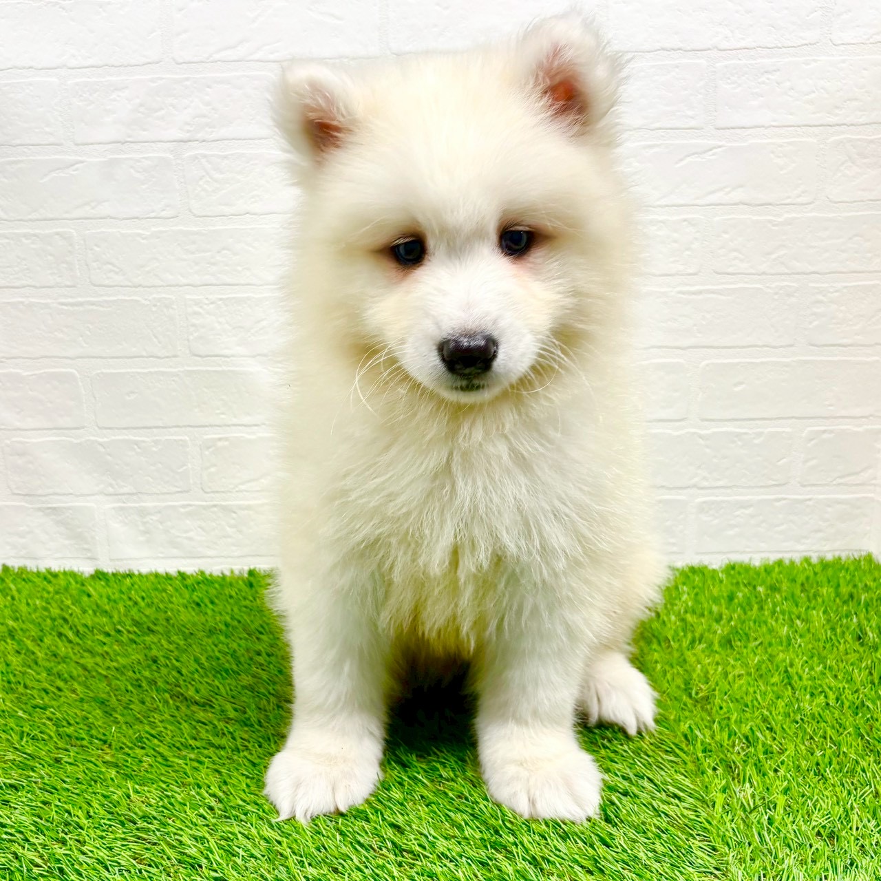 滋賀県のサモエド (ワンニャンハウス草津店/2025年9月1日生まれ/男の子/ホワイト)の子犬の1枚目の画像