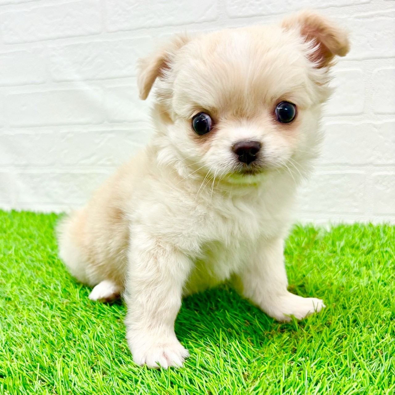 滋賀県のチワワ(ロング) (ワンニャンハウス草津店/2026年1月7日生まれ/女の子/クリーム)の子犬の4枚目の画像