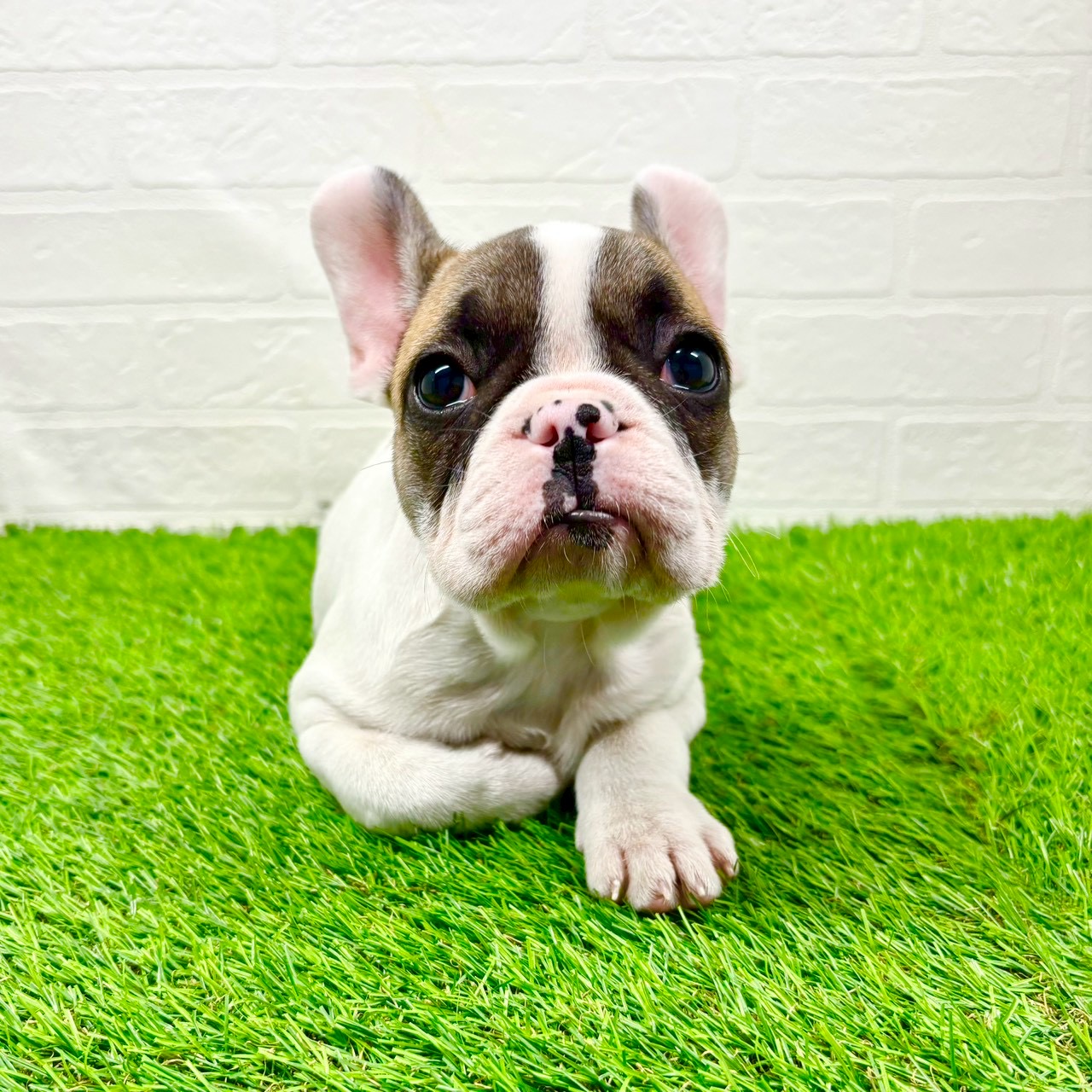 滋賀県のフレンチブルドッグ (ワンニャンハウス草津店/2025年10月28日生まれ/女の子/フォーンパイド)の子犬の3枚目の画像