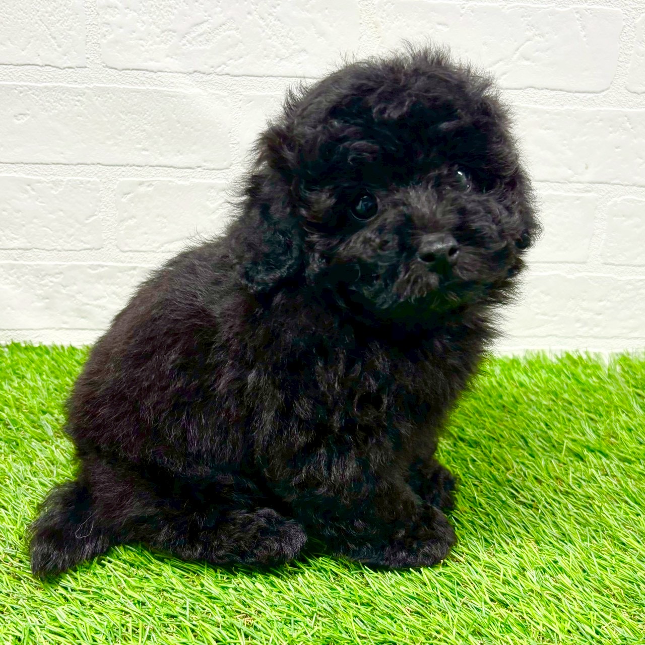 滋賀県のトイプードル(トイ) (ワンニャンハウス草津店/2025年11月9日生まれ/男の子/ブラック)の子犬の3枚目の画像