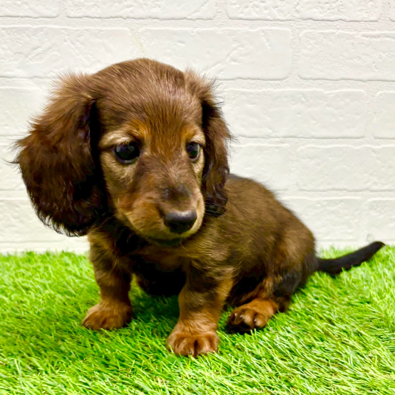 滋賀県のミニチュアダックスフンド(ロング) (ワンニャンハウス草津店/2025年9月6日生まれ/男の子/レッド)の子犬の3枚目の画像