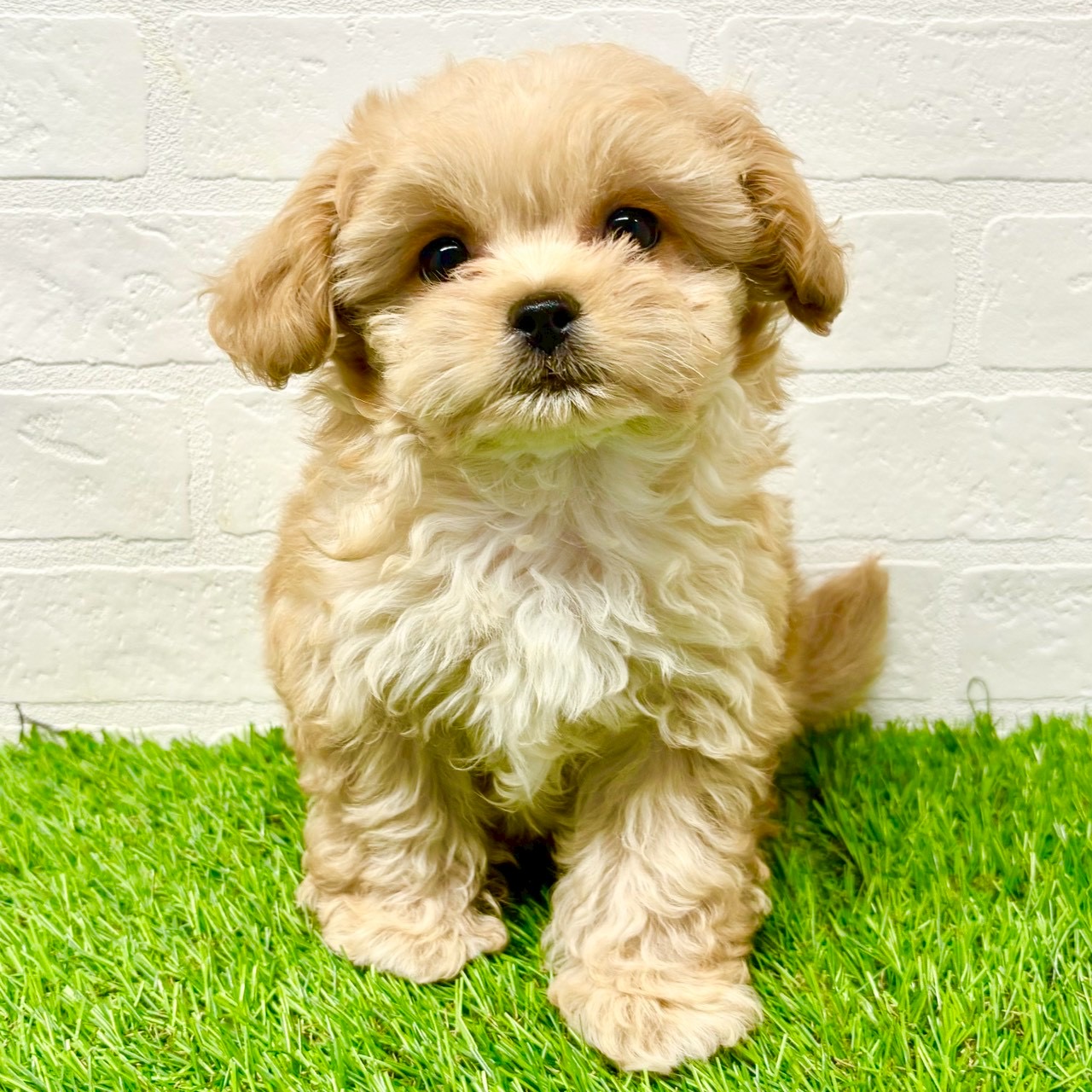 滋賀県のペキプー(ペキニーズ×プードル) (ワンニャンハウス草津店/2025年8月30日生まれ/男の子/クリーム)の子犬の1枚目の画像