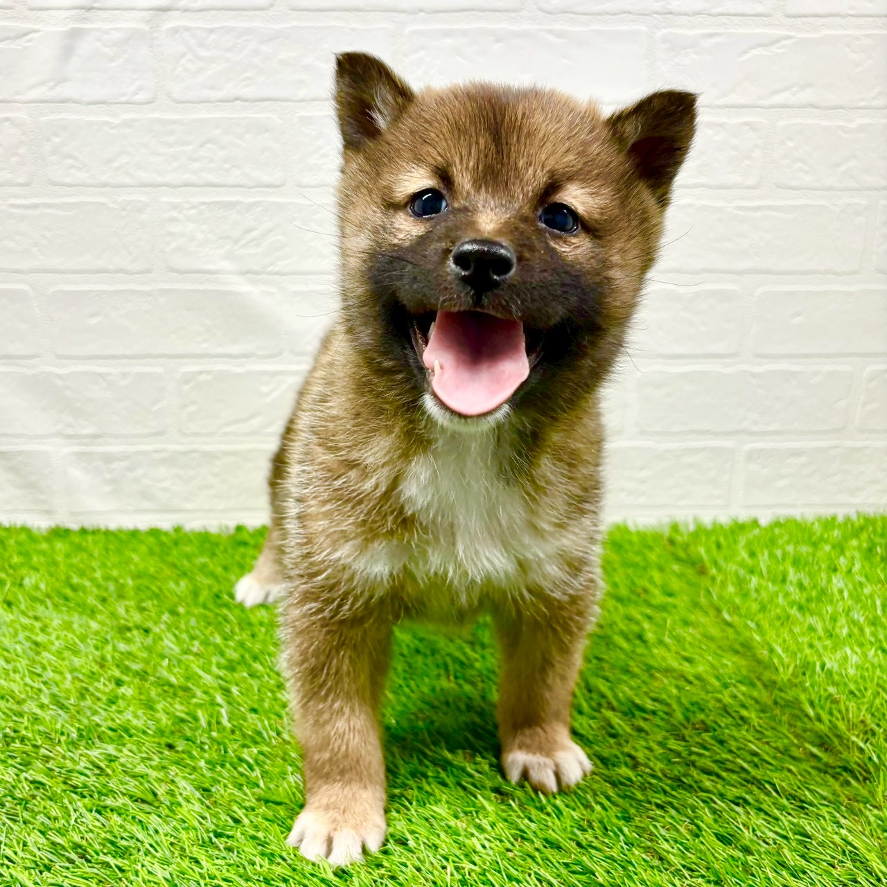 滋賀県の柴犬(標準サイズ) (ワンニャンハウス草津店/2025年11月24日生まれ/女の子/赤)の子犬の3枚目の画像