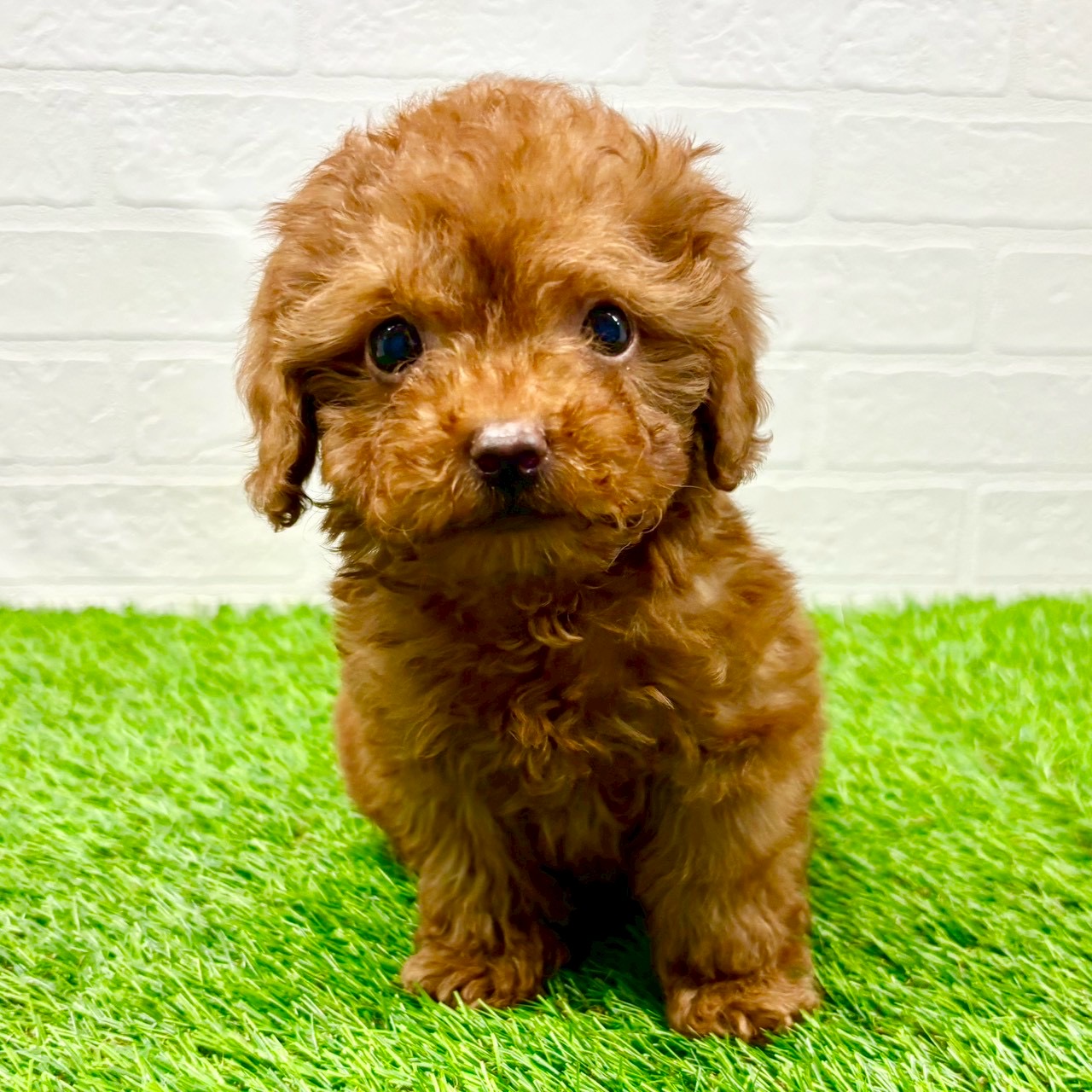 滋賀県のトイプードル(トイ) (ワンニャンハウス草津店/2025年11月15日生まれ/男の子/レッド)の子犬の1枚目の画像