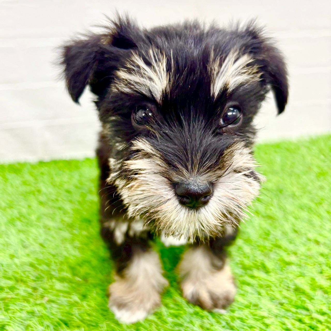 滋賀県のミニチュアシュナウザー (ワンニャンハウス草津店/2026年1月2日生まれ/女の子/ブラックシルバー)の子犬の2枚目の画像