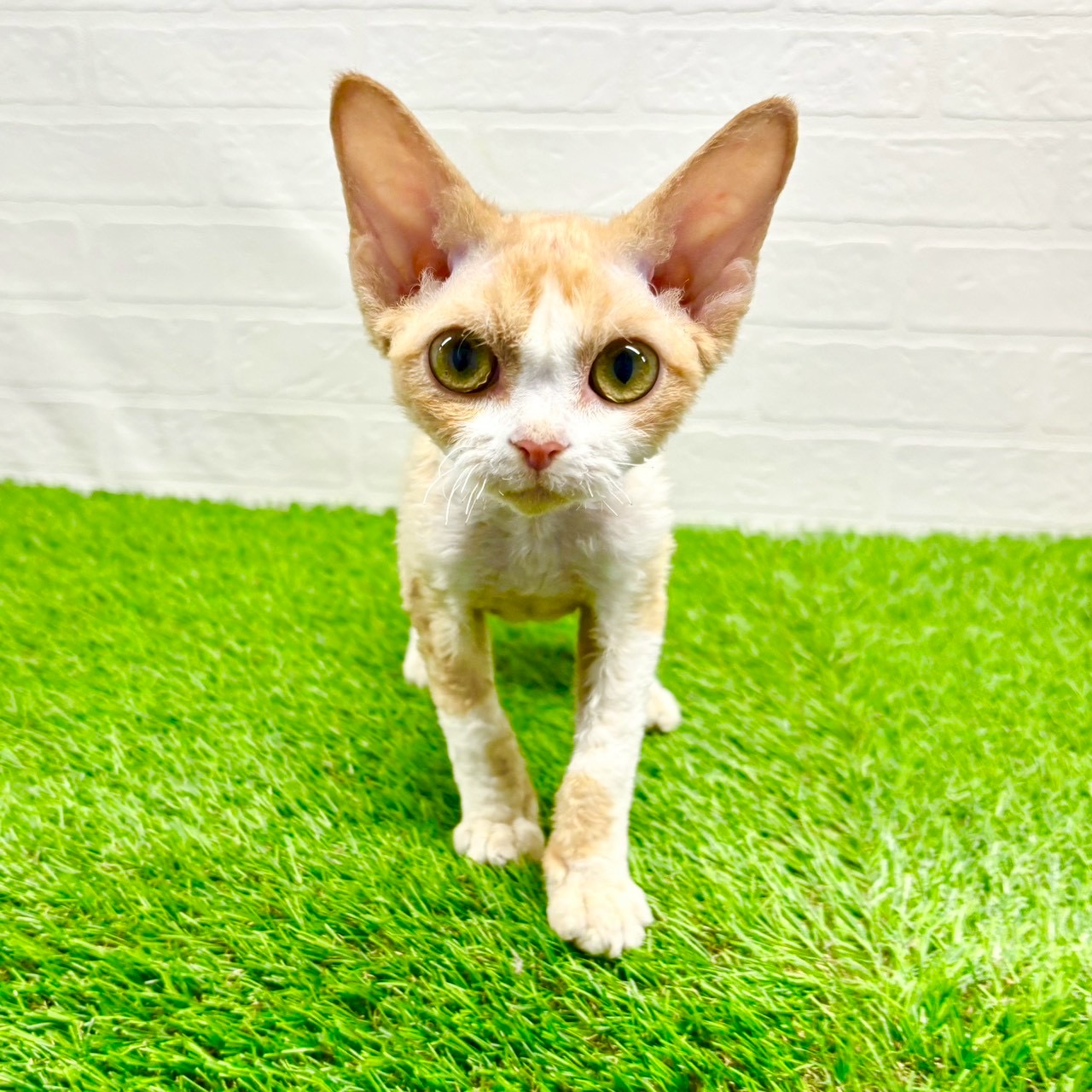 滋賀県のデボンレックス (ワンニャンハウス草津店/2025年7月14日生まれ/女の子/クリームホワイト)の子猫の3枚目の画像