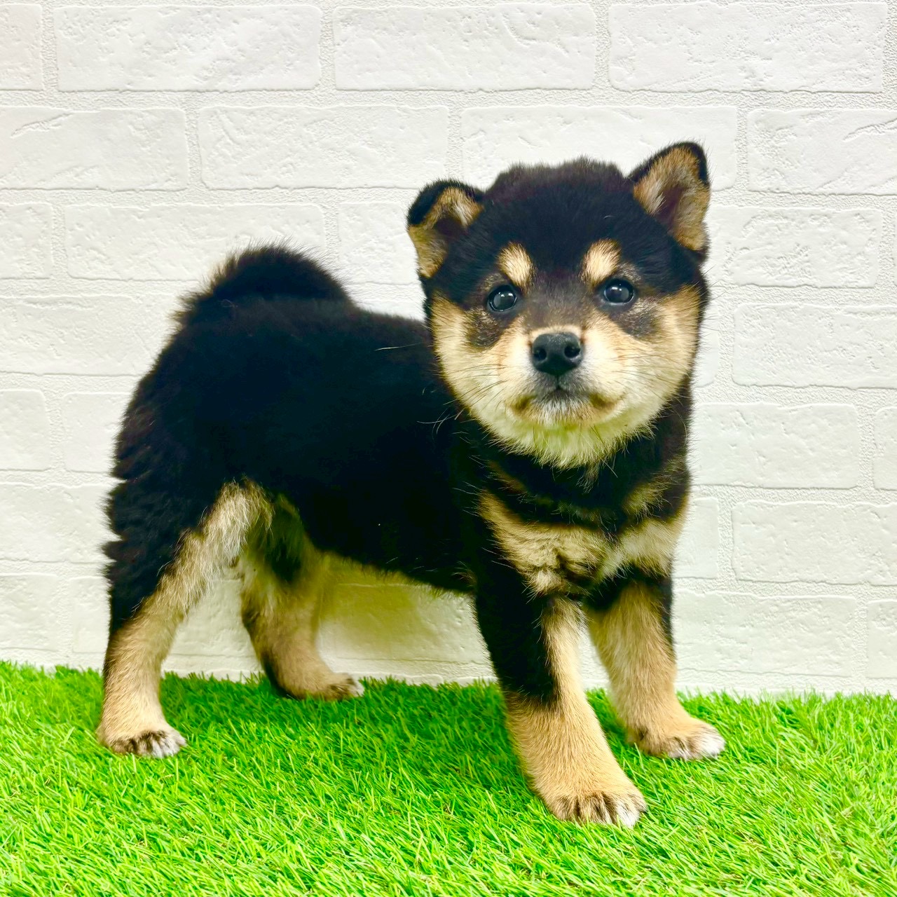 滋賀県の柴犬(標準サイズ) (ワンニャンハウス草津店/2026年2月2日生まれ/女の子/黒)の子犬の2枚目の画像