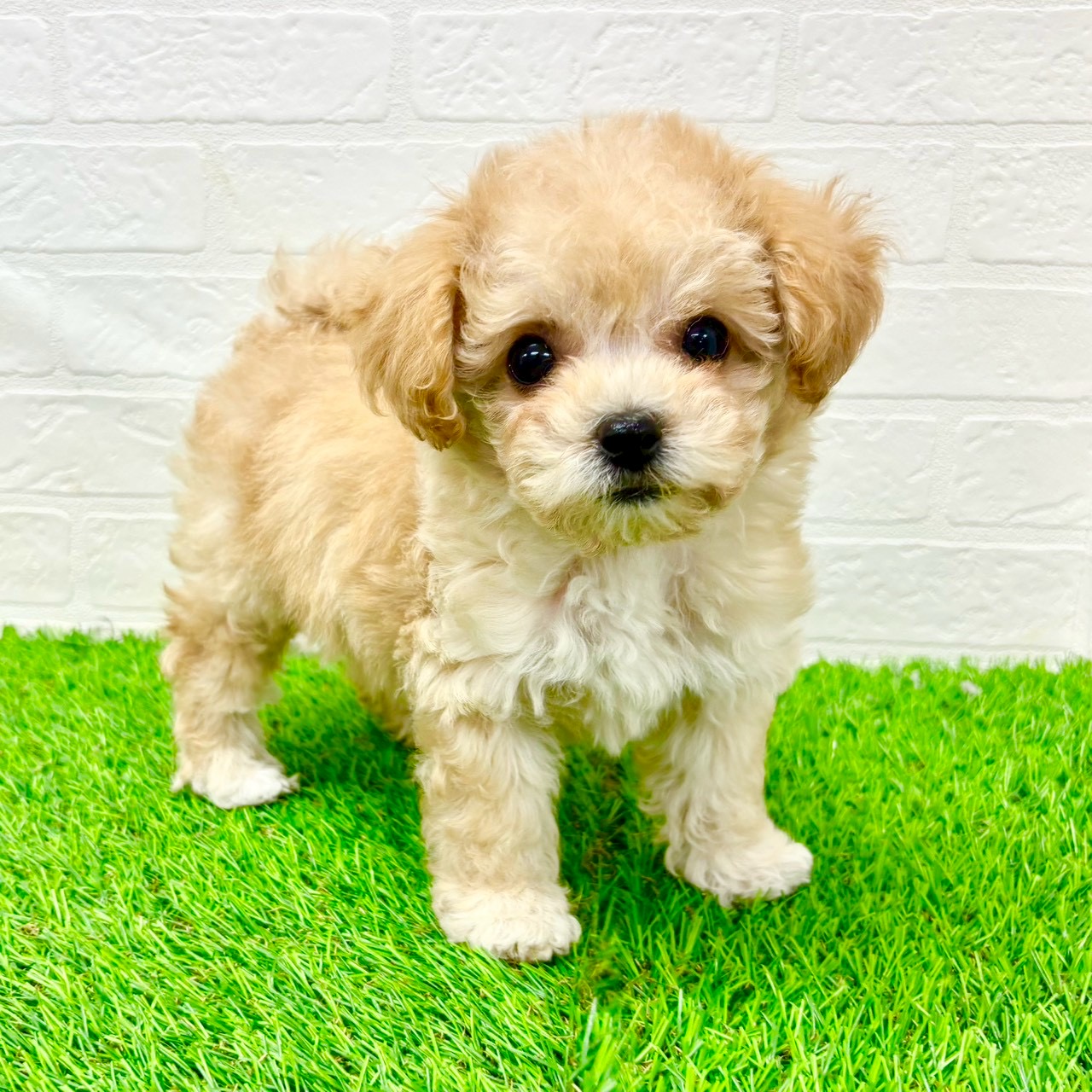 滋賀県のビションプー(ビションフリーゼ×プードル) (ワンニャンハウス草津店/2026年1月4日生まれ/女の子/クリーム)の子犬の4枚目の画像