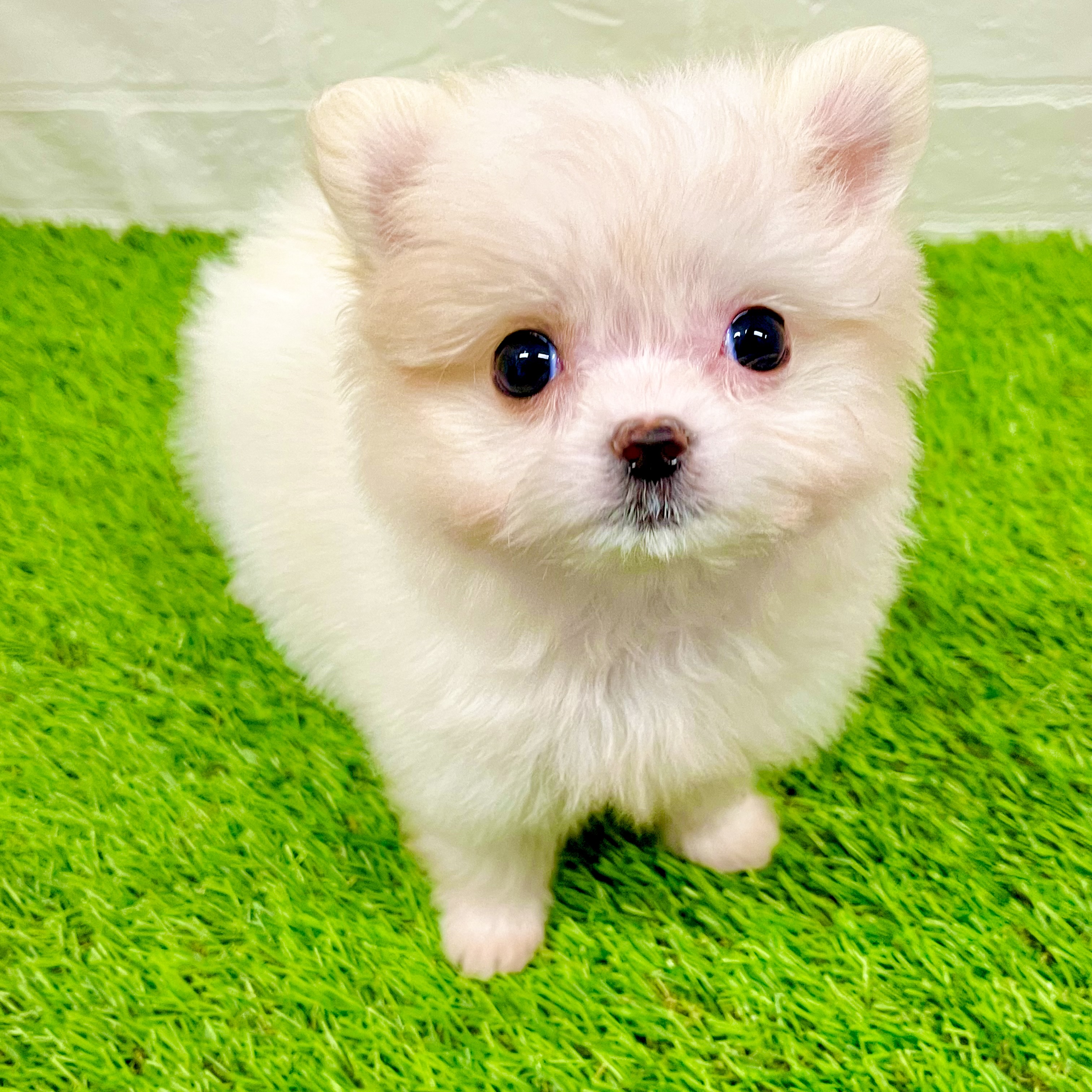 滋賀県のポメマル/マルポメ(ポメラニアン×マルチーズ) (ワンニャンハウス草津店/2025年9月18日生まれ/女の子/ホワイトレッド)の子犬の1枚目の画像