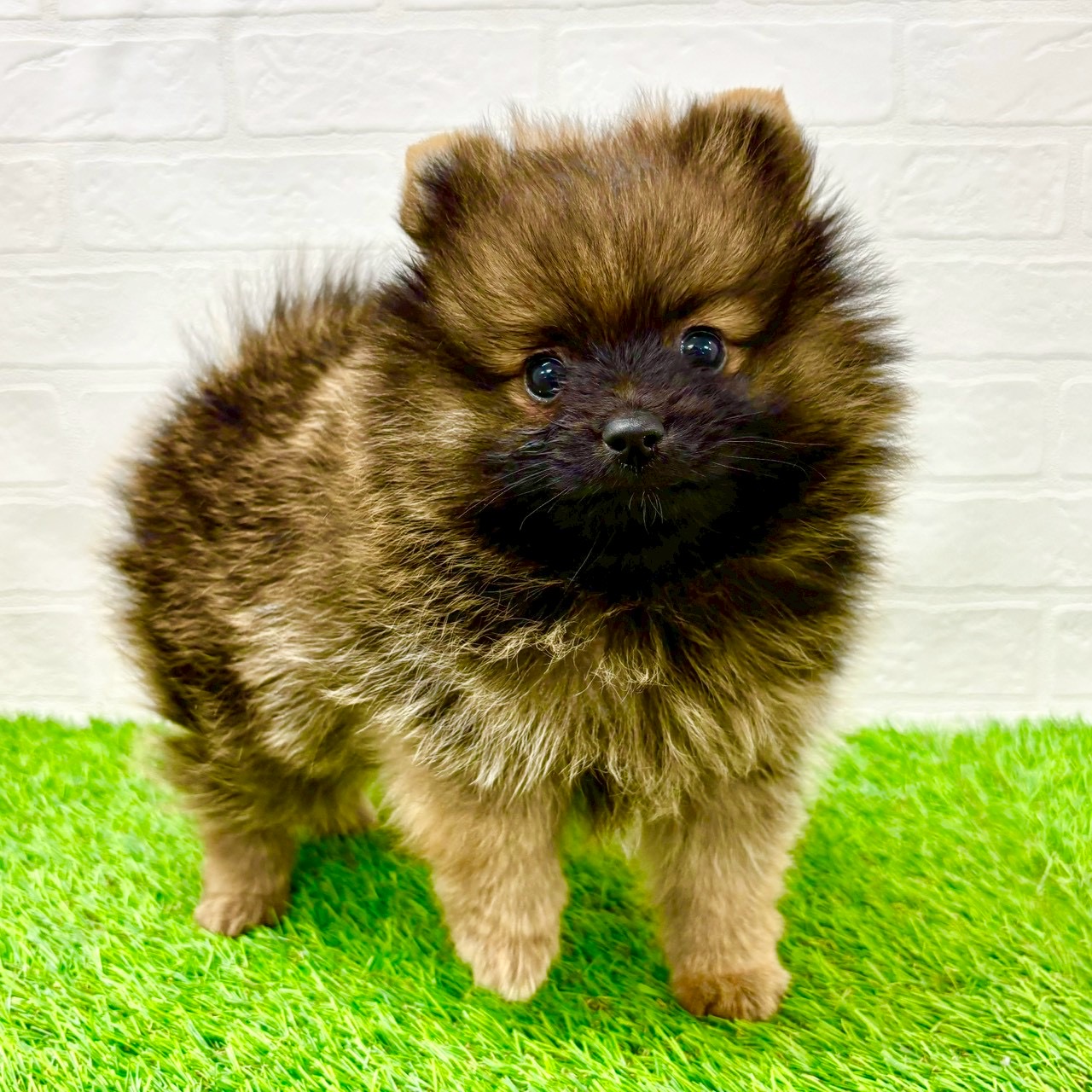 滋賀県のポメラニアン (ワンニャンハウス草津店/2026年2月1日生まれ/男の子/オレンジセーブル)の子犬の2枚目の画像