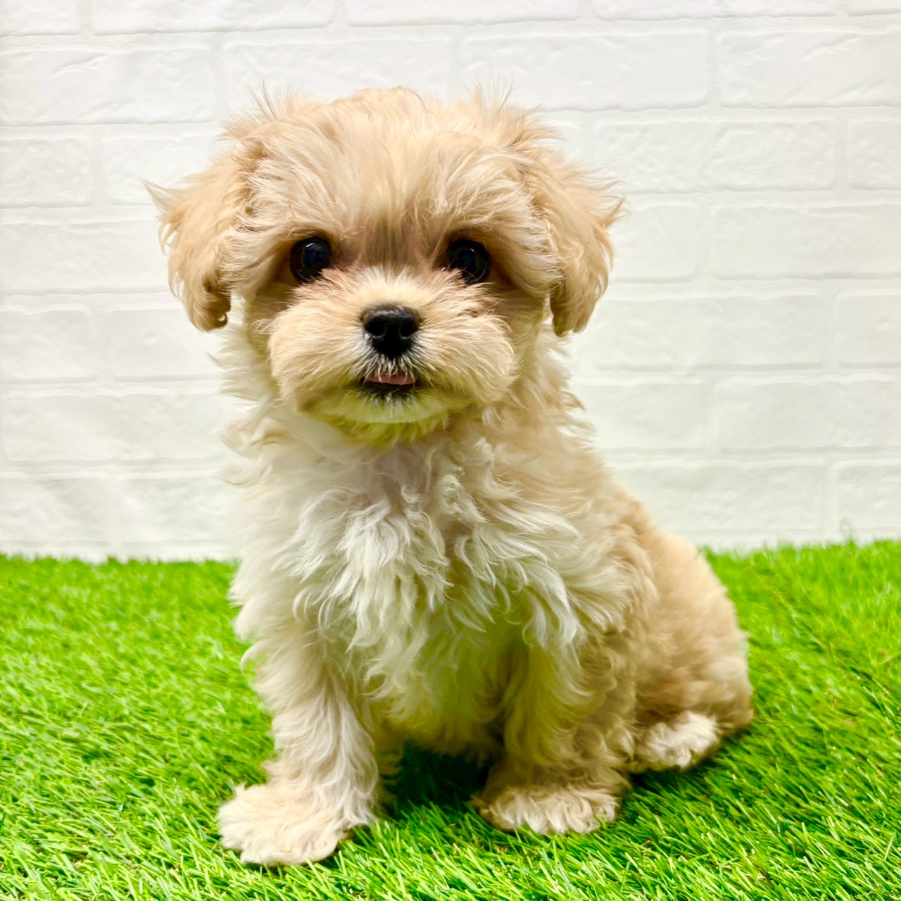 滋賀県のペキプー(ペキニーズ×プードル) (ワンニャンハウス草津店/2025年8月30日生まれ/女の子/クリーム)の子犬の1枚目の画像