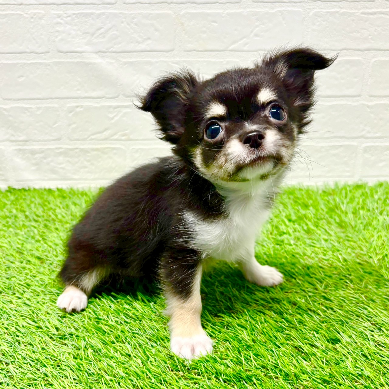 滋賀県のチワワ(ロング) (ワンニャンハウス草津店/2025年10月2日生まれ/男の子/ブラックタンホワイト)の子犬の3枚目の画像