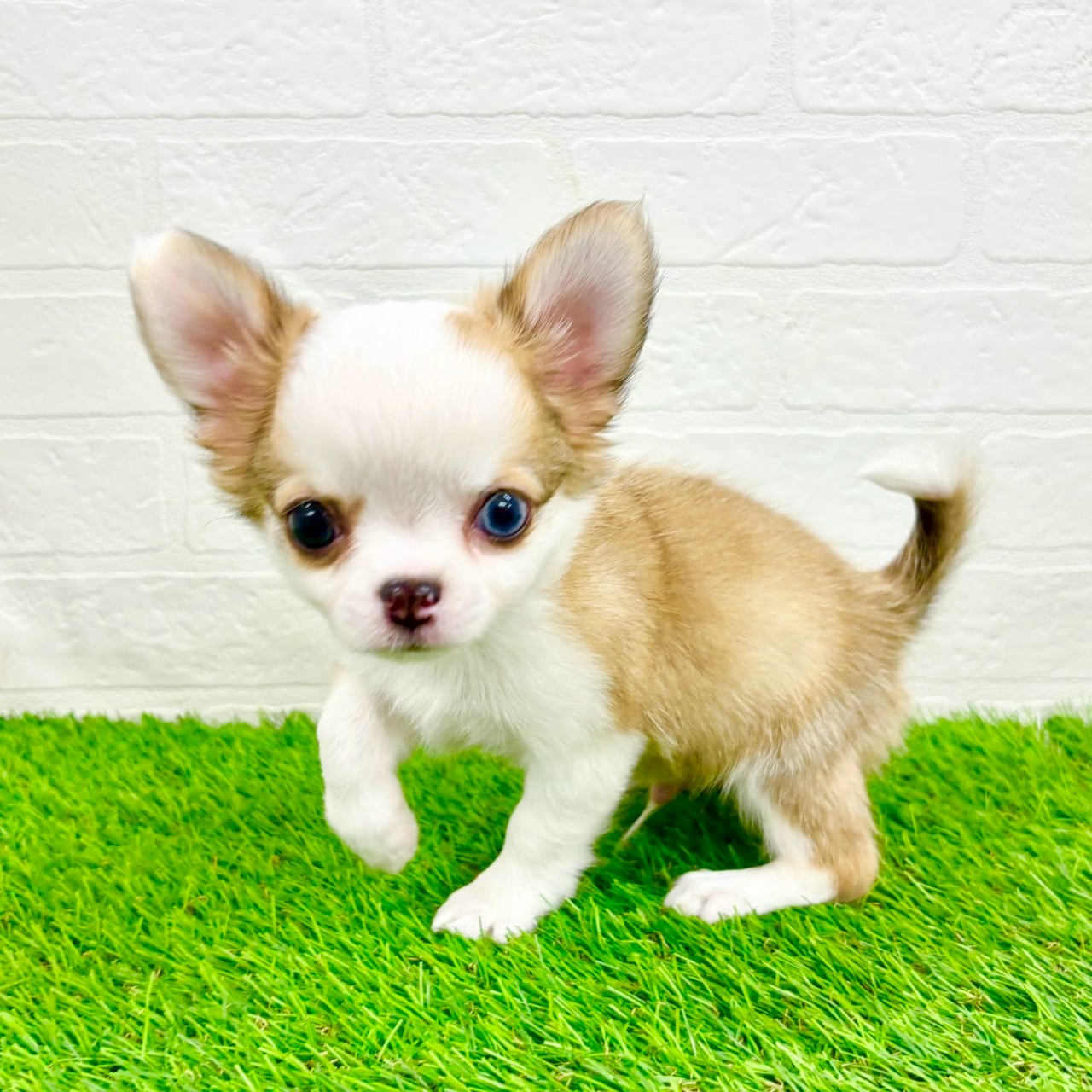 滋賀県のチワワ(ロング) (ワンニャンハウス草津店/2026年1月10日生まれ/男の子/レッドホワイト)の子犬の4枚目の画像