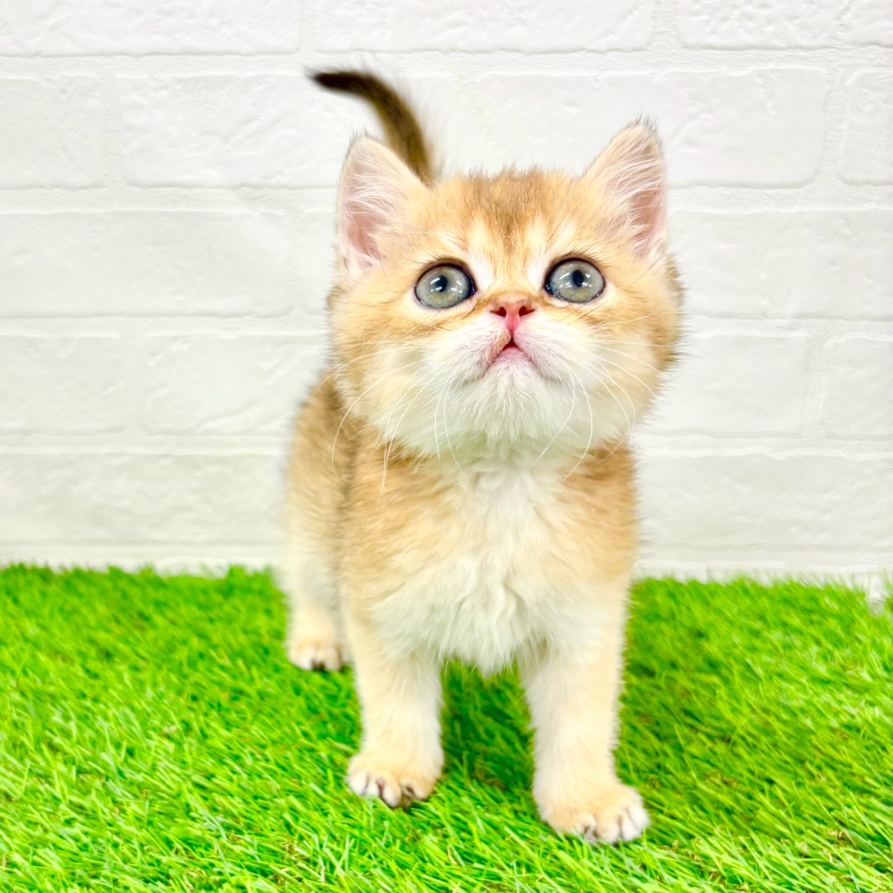 滋賀県のブリティッシュショートヘアー (ワンニャンハウス草津店/2026年1月20日生まれ/女の子/ブラックゴールデンシェーデット)の子猫の3枚目の画像