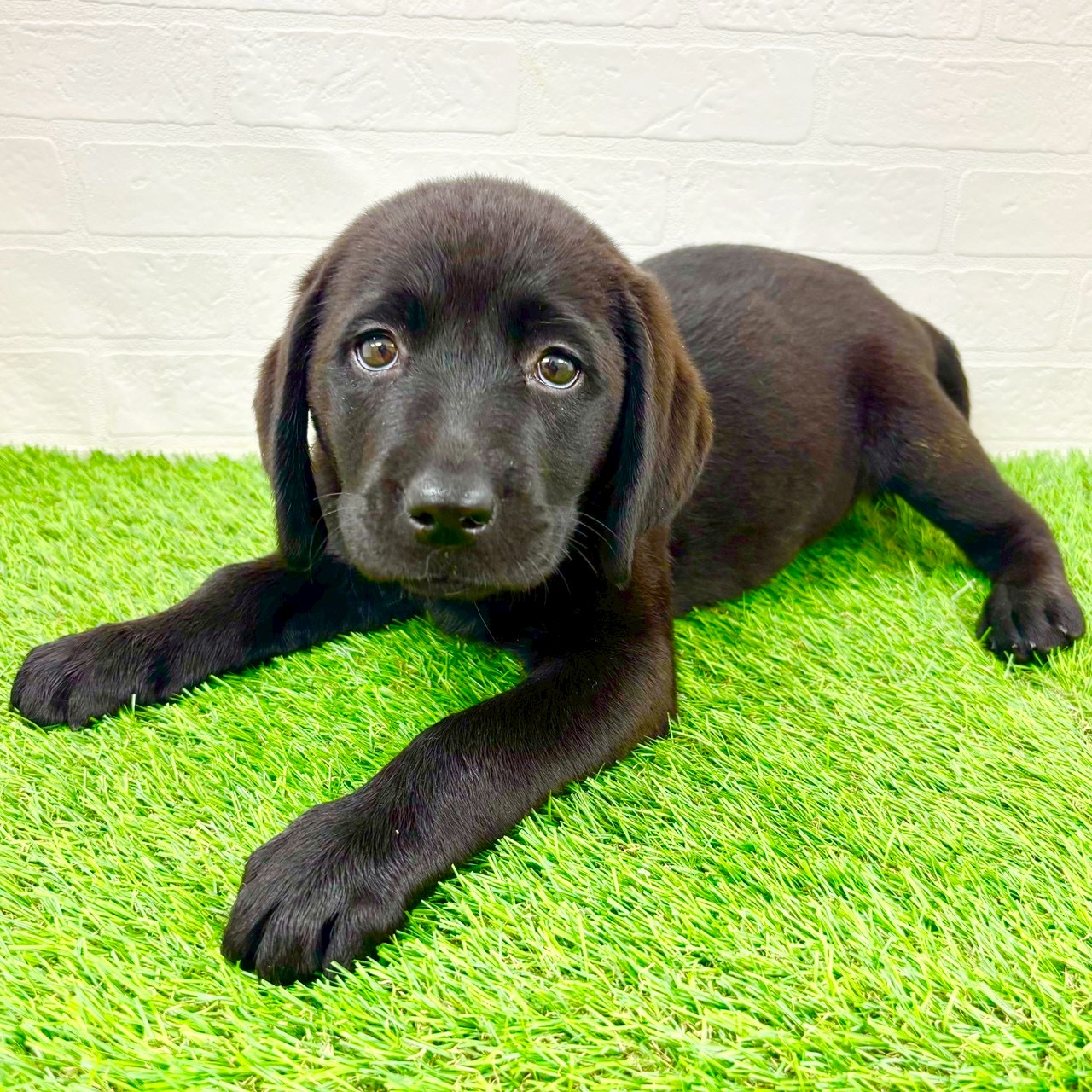 滋賀県のラブラドールレトリーバー (ワンニャンハウス草津店/2026年1月21日生まれ/女の子/ブラック)の子犬の4枚目の画像
