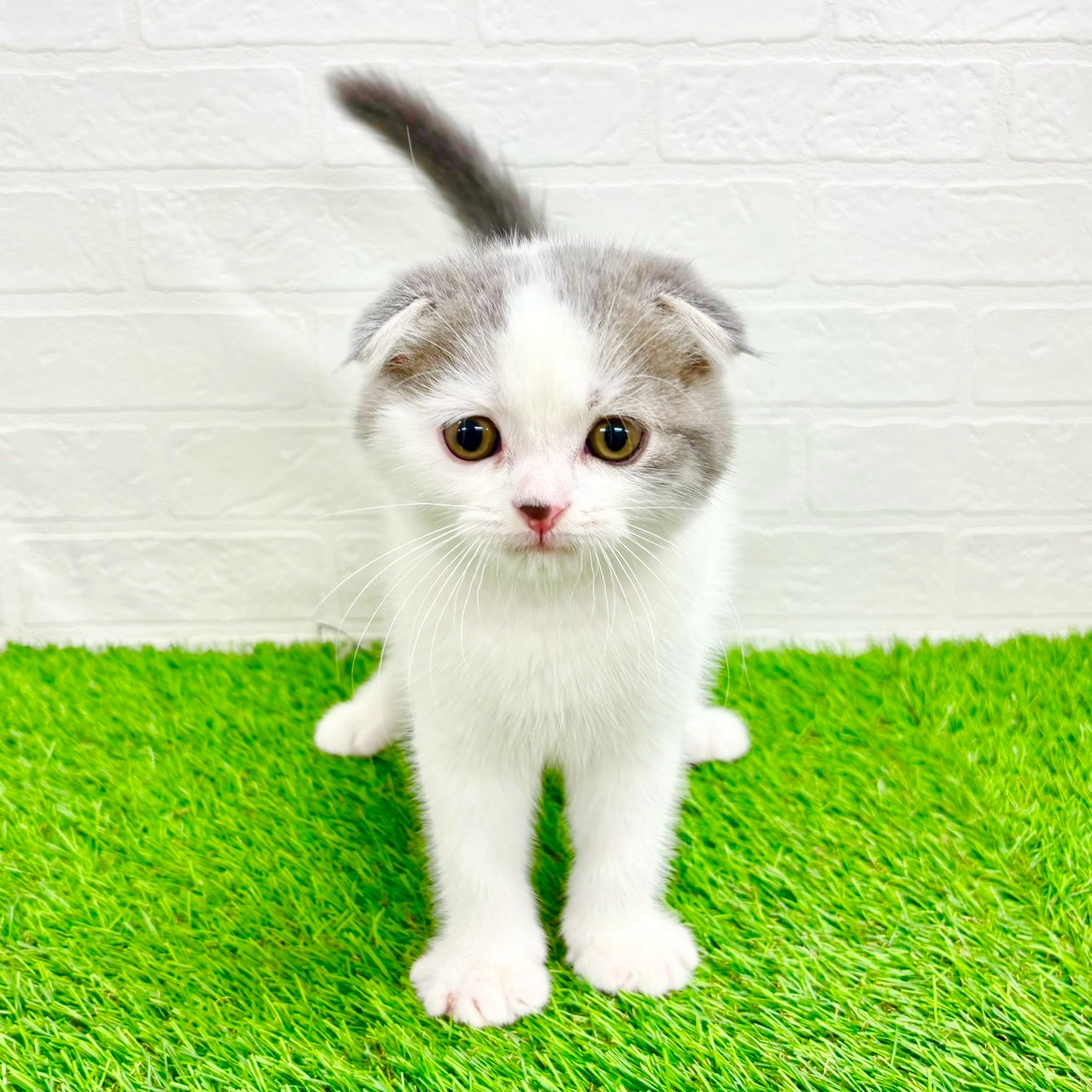 滋賀県のスコティッシュフォールド (ワンニャンハウス草津店/2026年2月6日生まれ/男の子/ブルータビーホワイト)の子猫の1枚目の画像