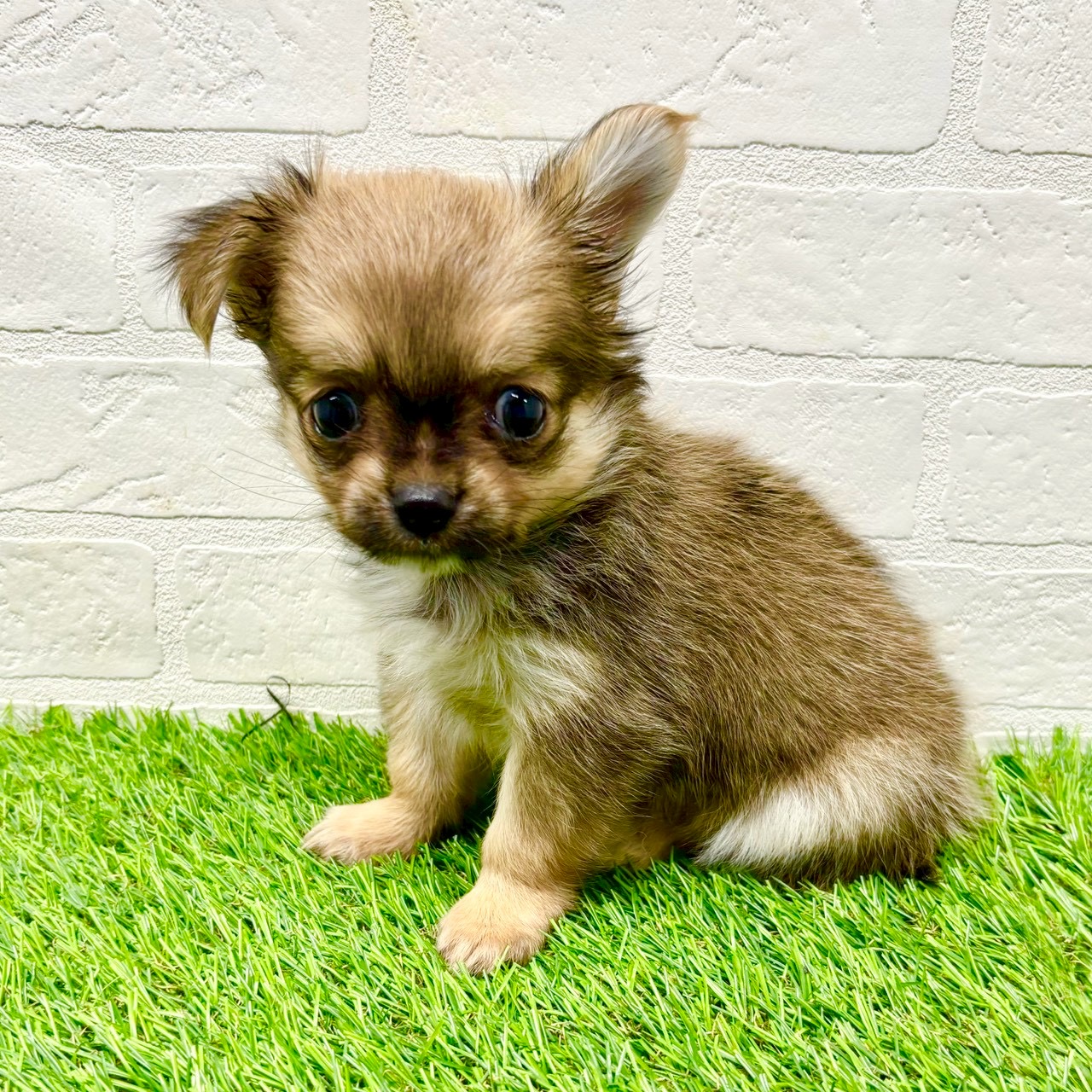 滋賀県のチワワ(ロング) (ワンニャンハウス草津店/2025年9月29日生まれ/男の子/セーブル)の子犬の1枚目の画像