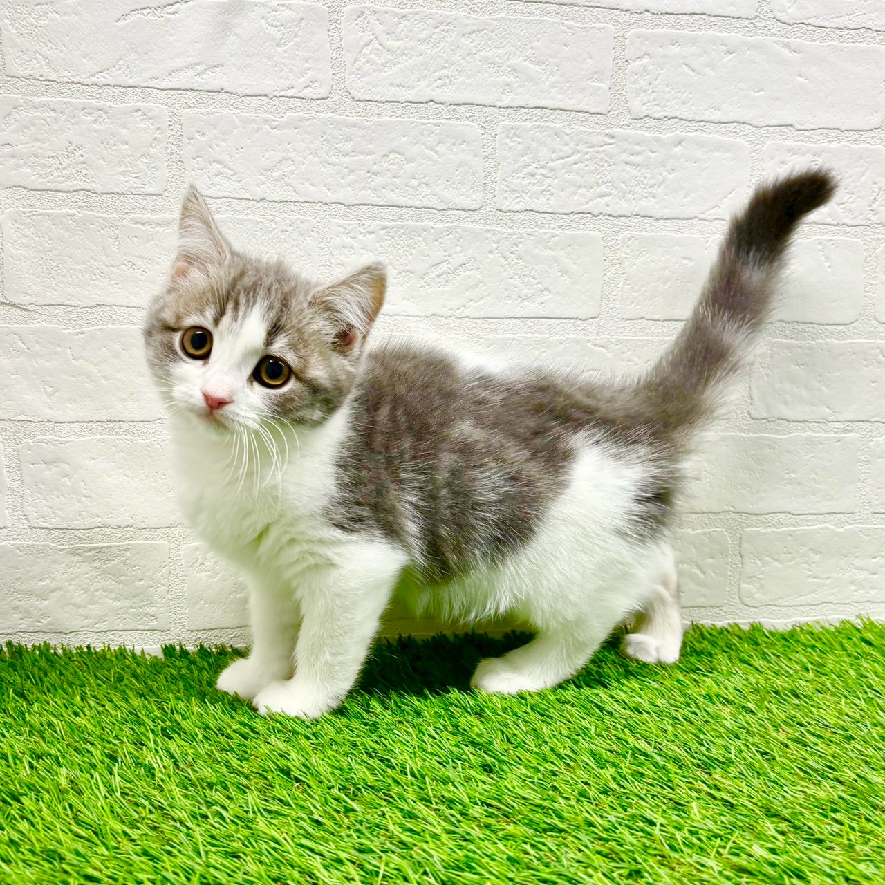 滋賀県のスコティッシュフォールド (ワンニャンハウス草津店/2025年9月29日生まれ/女の子/ブルータビーホワイト)の子猫の2枚目の画像