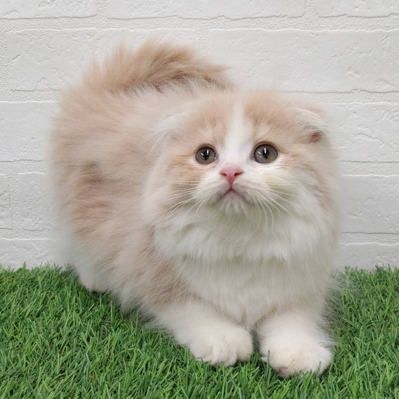 愛知県のスコティッシュフォールド (ワンニャンハウス津島店/2025年10月6日生まれ/男の子/クリームタビーホワイト)の子猫の2枚目の画像