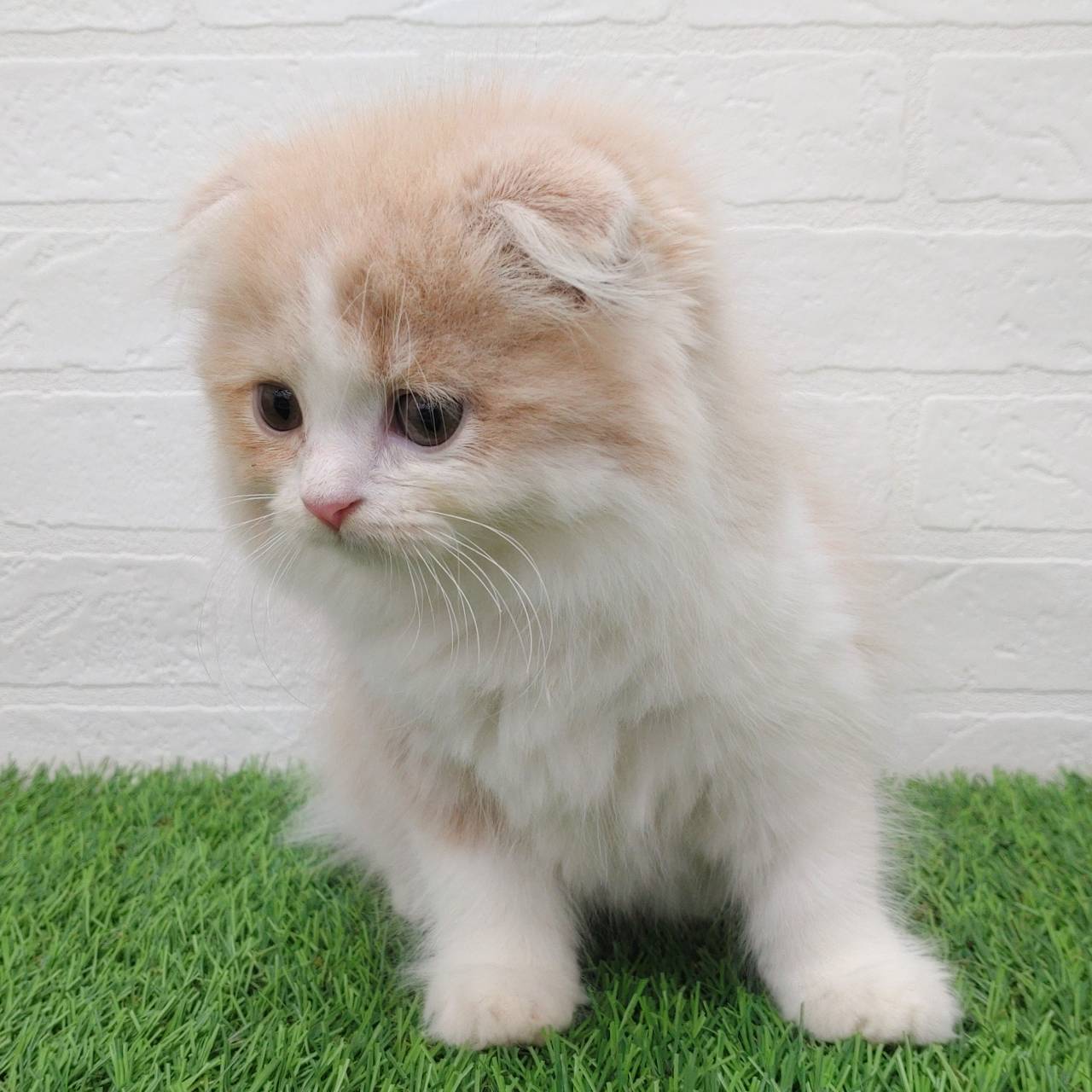 愛知県のスコティッシュフォールド (ワンニャンハウス津島店/2025年10月6日生まれ/男の子/クリームタビーホワイト)の子猫の3枚目の画像