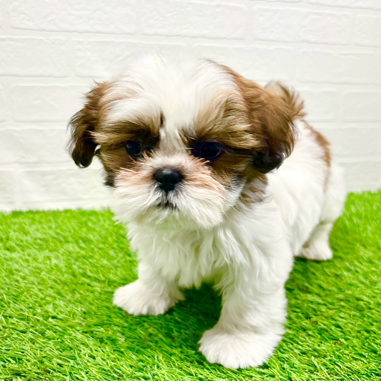 滋賀県のシーズー (ワンニャンハウス草津店/2025年11月16日生まれ/男の子/ホワイトゴールド)の子犬の2枚目の画像