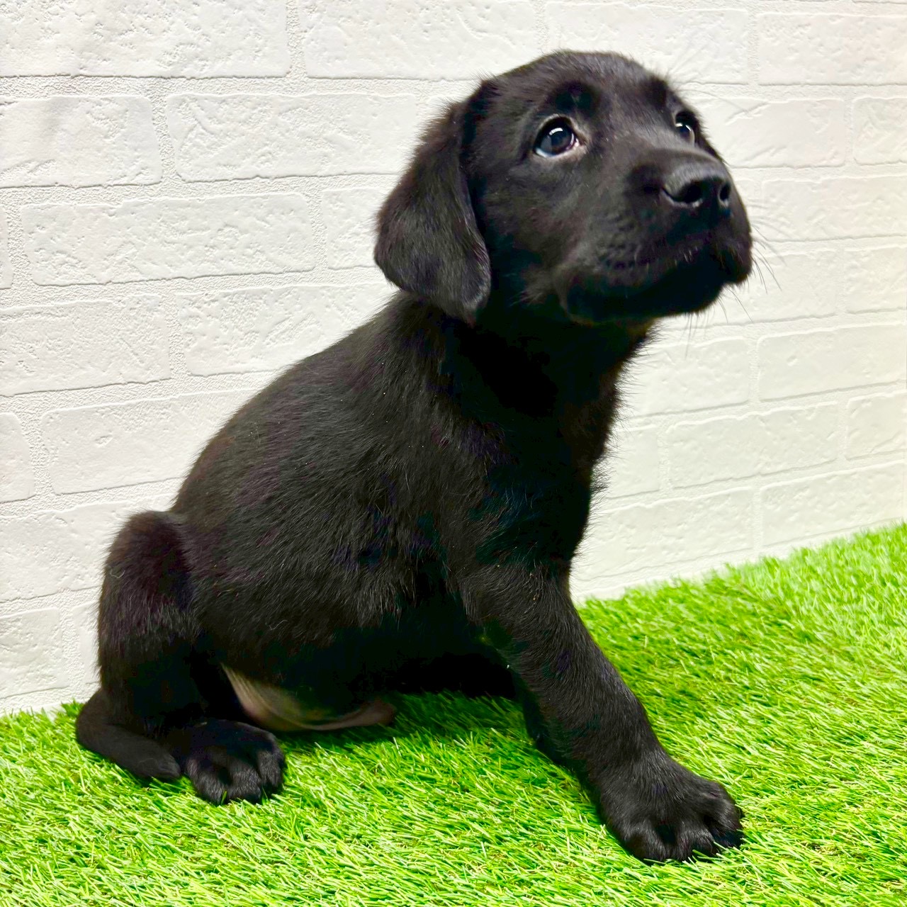 滋賀県のラブラドールレトリーバー (ワンニャンハウス草津店/2025年9月29日生まれ/男の子/ブラック)の子犬の4枚目の画像