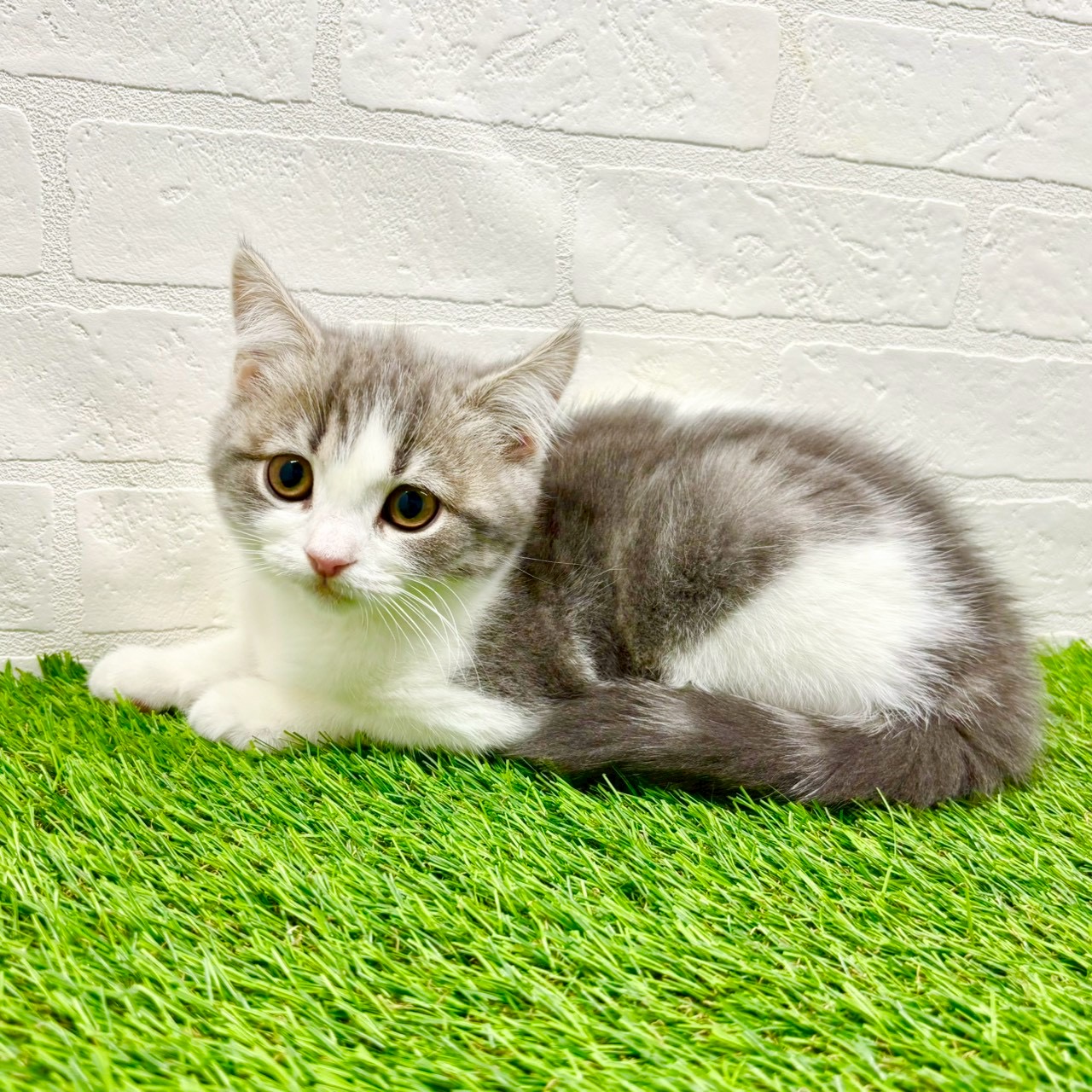 滋賀県のスコティッシュフォールド (ワンニャンハウス草津店/2025年9月29日生まれ/女の子/ブルータビーホワイト)の子猫の4枚目の画像