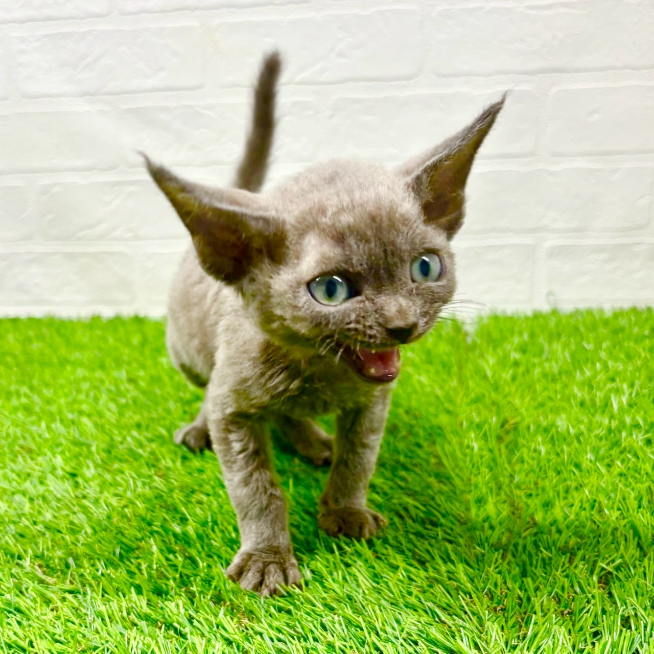 滋賀県のデボンレックス (ワンニャンハウス草津店/2025年7月29日生まれ/男の子/ブルー)の子猫の3枚目の画像