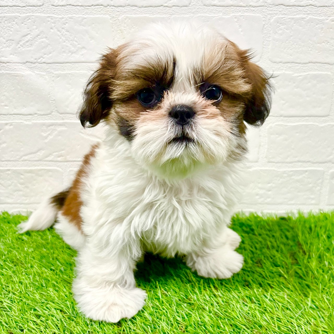 滋賀県のシーズー (ワンニャンハウス草津店/2025年11月16日生まれ/男の子/ホワイトゴールド)の子犬の1枚目の画像