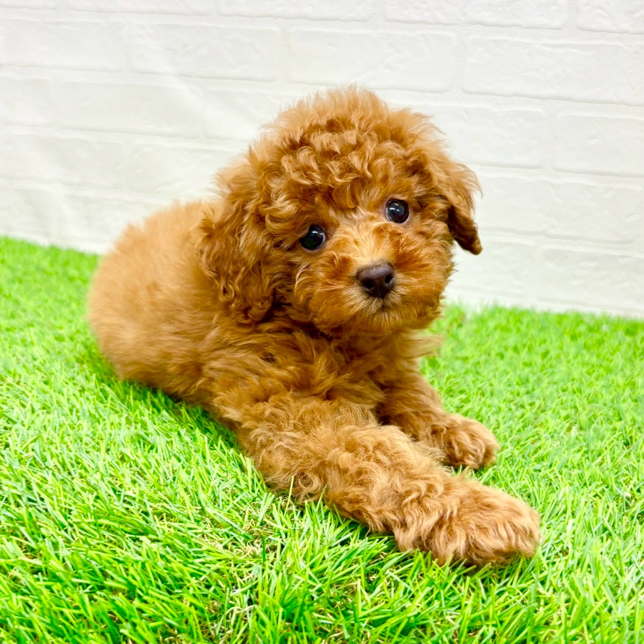 滋賀県のトイプードル(トイ) (ワンニャンハウス草津店/2026年1月25日生まれ/男の子/レッド)の子犬の4枚目の画像