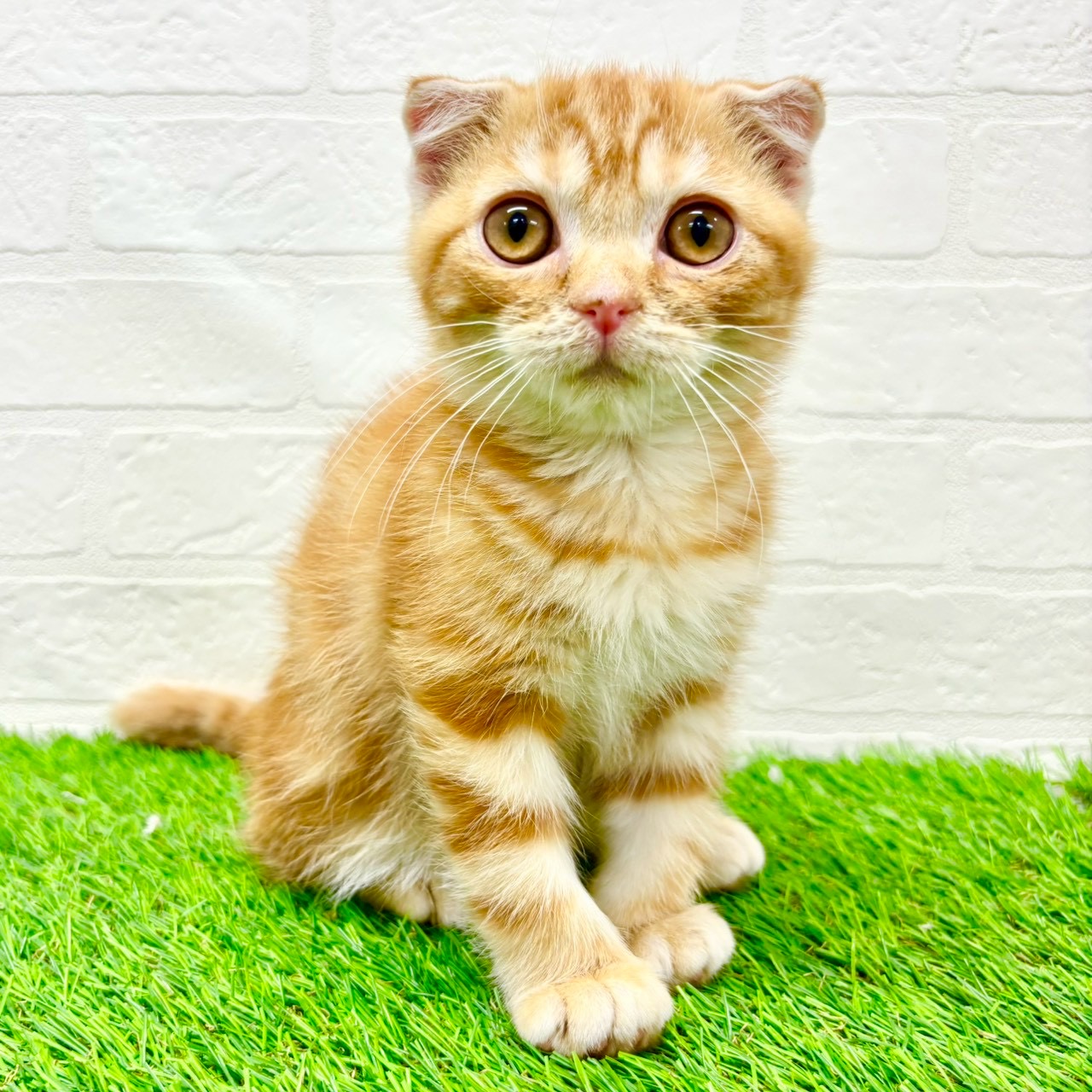 滋賀県のスコティッシュフォールド (ワンニャンハウス草津店/2025年12月28日生まれ/男の子/レッドタビー)の子猫の2枚目の画像