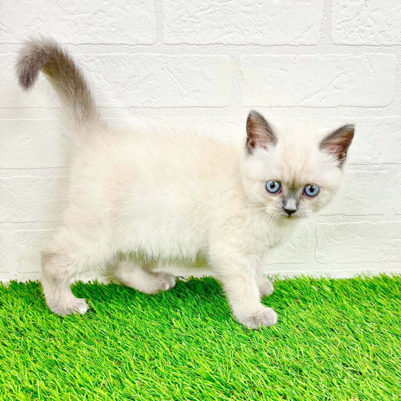 滋賀県のブリティッシュショートヘアー (ワンニャンハウス草津店/2026年1月14日生まれ/女の子/シールポイント)の子猫の2枚目の画像