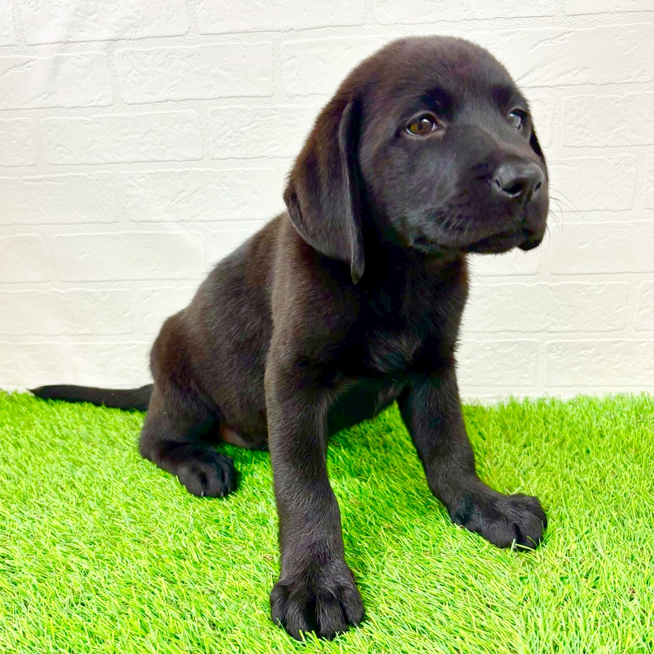 滋賀県のラブラドールレトリーバー (ワンニャンハウス草津店/2026年1月21日生まれ/女の子/ブラック)の子犬の3枚目の画像