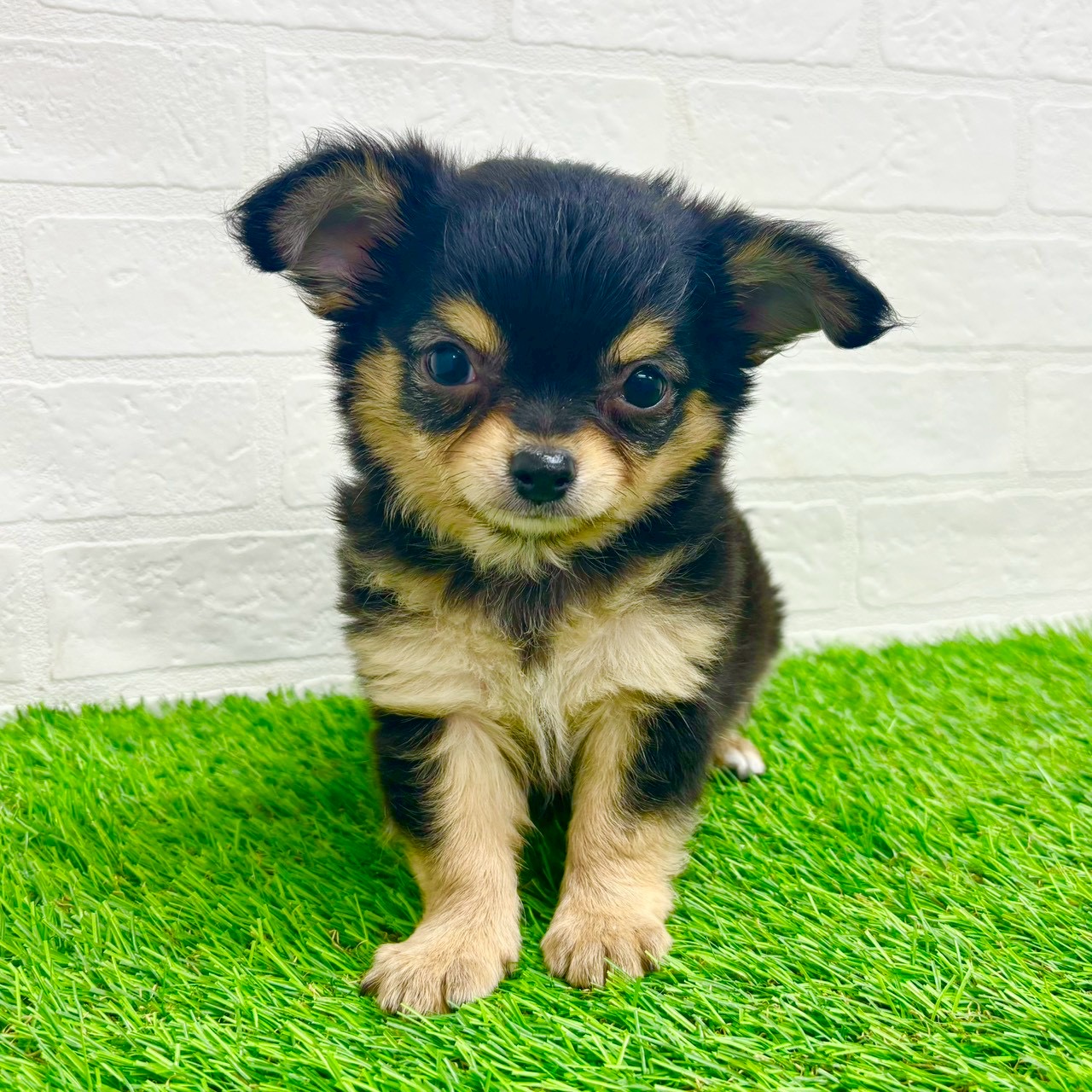 滋賀県のチワワ(ロング) (ワンニャンハウス草津店/2026年2月2日生まれ/男の子/ブラッククリーム)の子犬の3枚目の画像