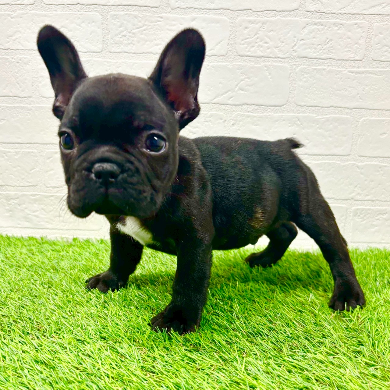 滋賀県のフレンチブルドッグ (ワンニャンハウス草津店/2025年10月27日生まれ/男の子/ブリンドル)の子犬の3枚目の画像