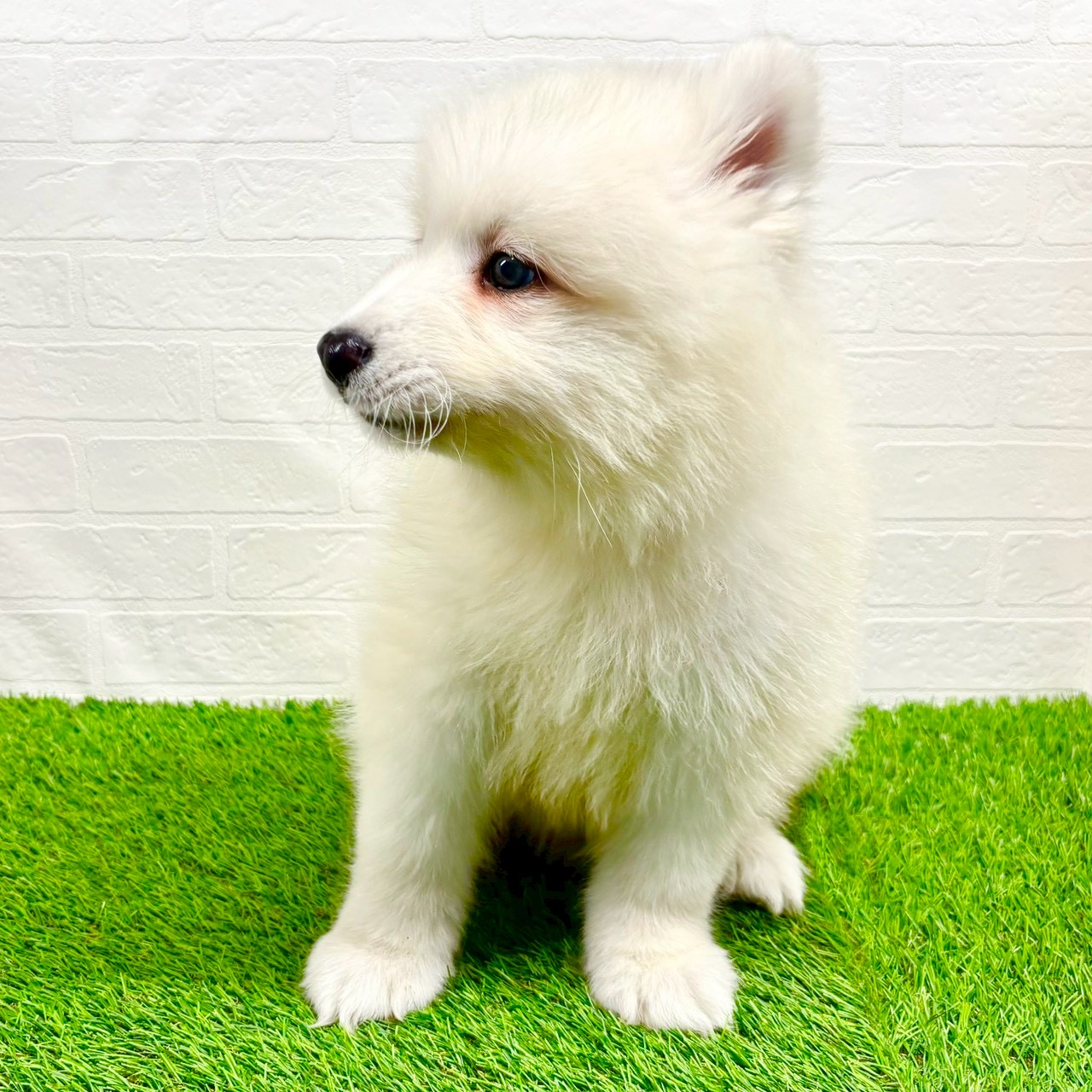 滋賀県のサモエド (ワンニャンハウス草津店/2025年9月1日生まれ/男の子/ホワイト)の子犬の4枚目の画像