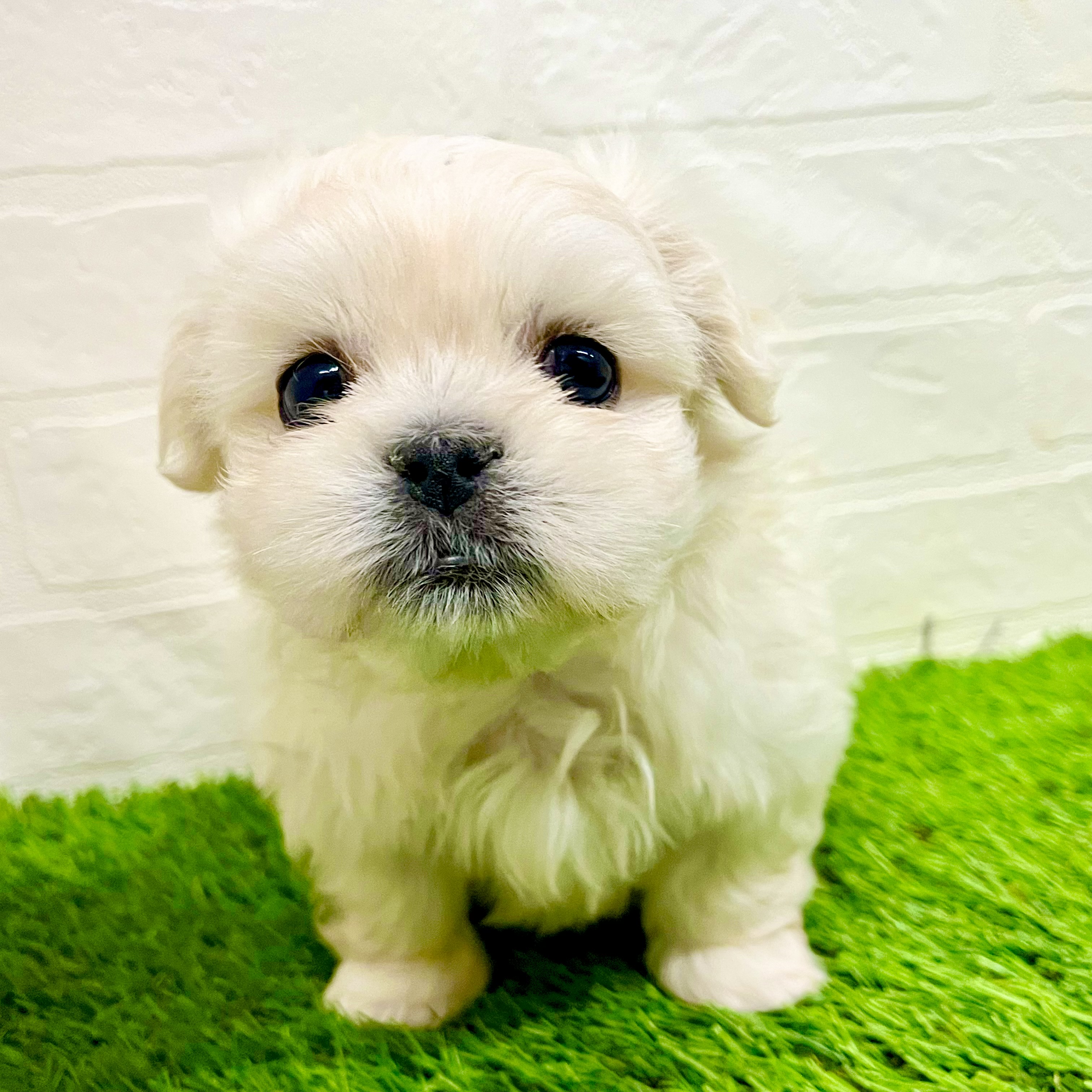 滋賀県のペキマル/マルペキ(ペキニーズ×マルチーズ) (ワンニャンハウス草津店/2025年9月25日生まれ/男の子/ホワイト)の子犬の1枚目の画像