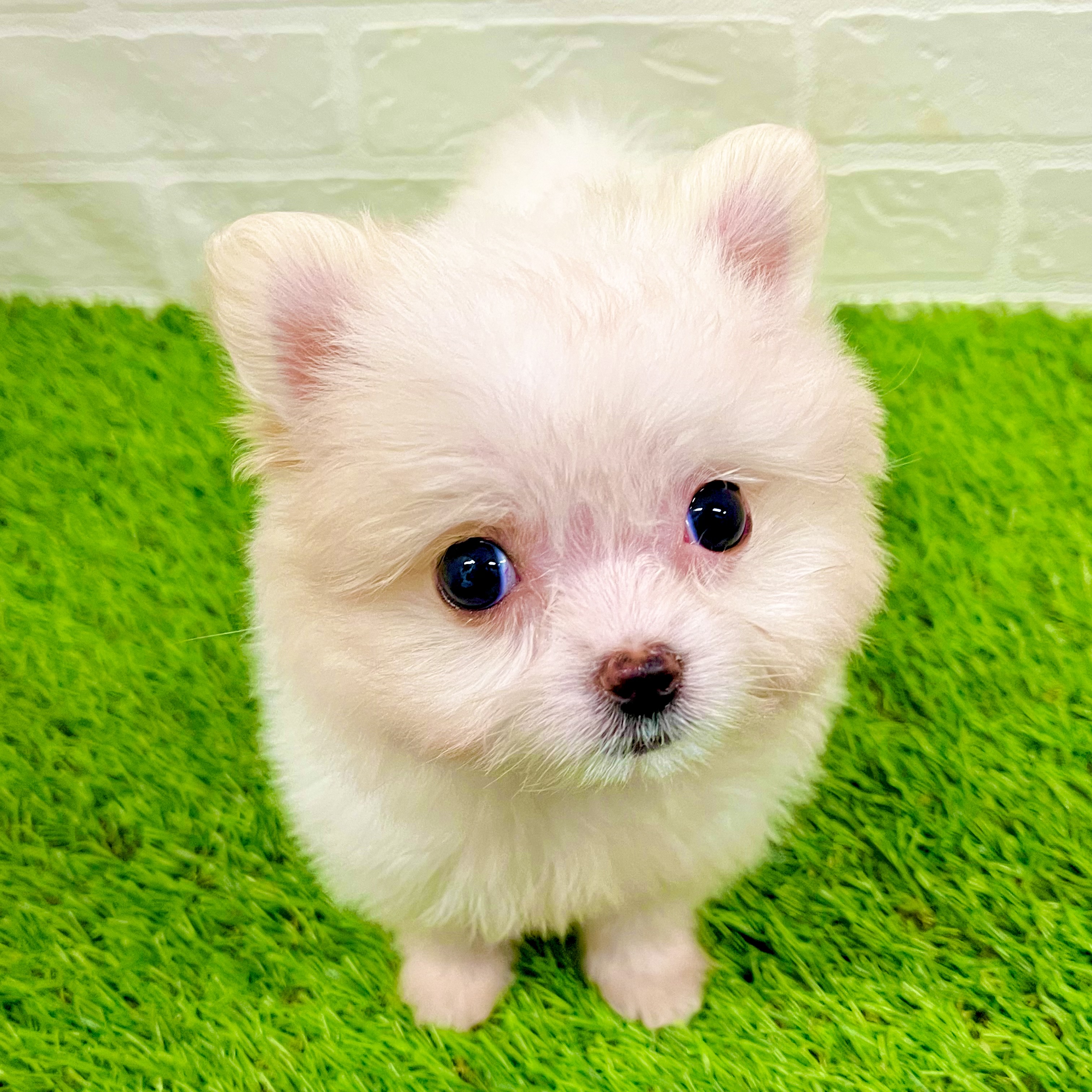 滋賀県のポメマル/マルポメ(ポメラニアン×マルチーズ) (ワンニャンハウス草津店/2025年9月18日生まれ/女の子/ホワイトレッド)の子犬の3枚目の画像