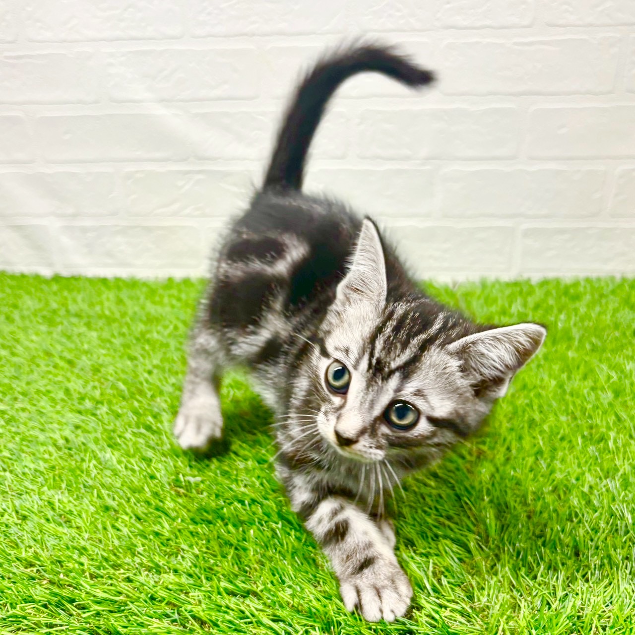 滋賀県のアメリカンショートヘアー (ワンニャンハウス草津店/2025年10月1日生まれ/男の子/シルバータビー)の子猫の4枚目の画像