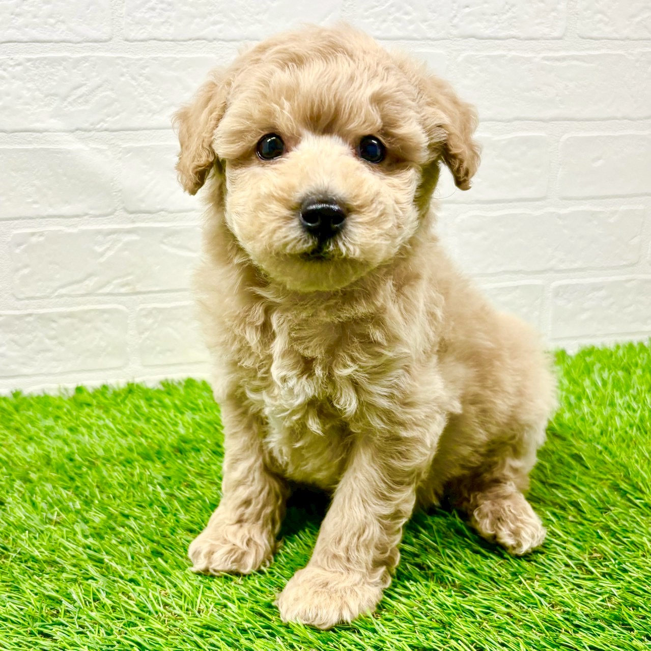 滋賀県のトイプードル(トイ) (ワンニャンハウス草津店/2025年11月23日生まれ/男の子/クリーム)の子犬の3枚目の画像