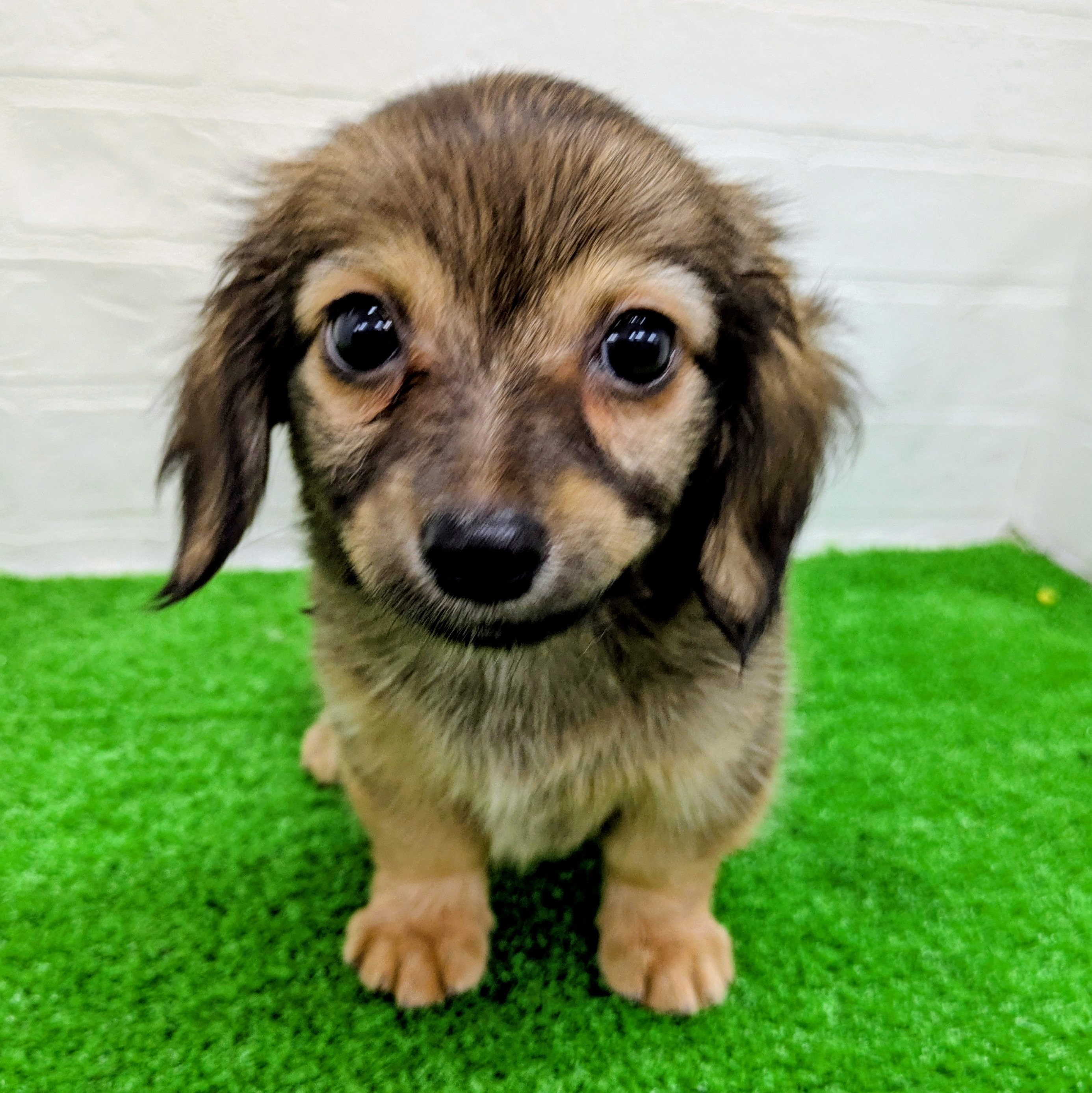 滋賀県のハーフ犬・ミックス犬 (ワンニャンハウス草津店/2026年6月7日生まれ/男の子/フォーン)の子犬の1枚目の画像