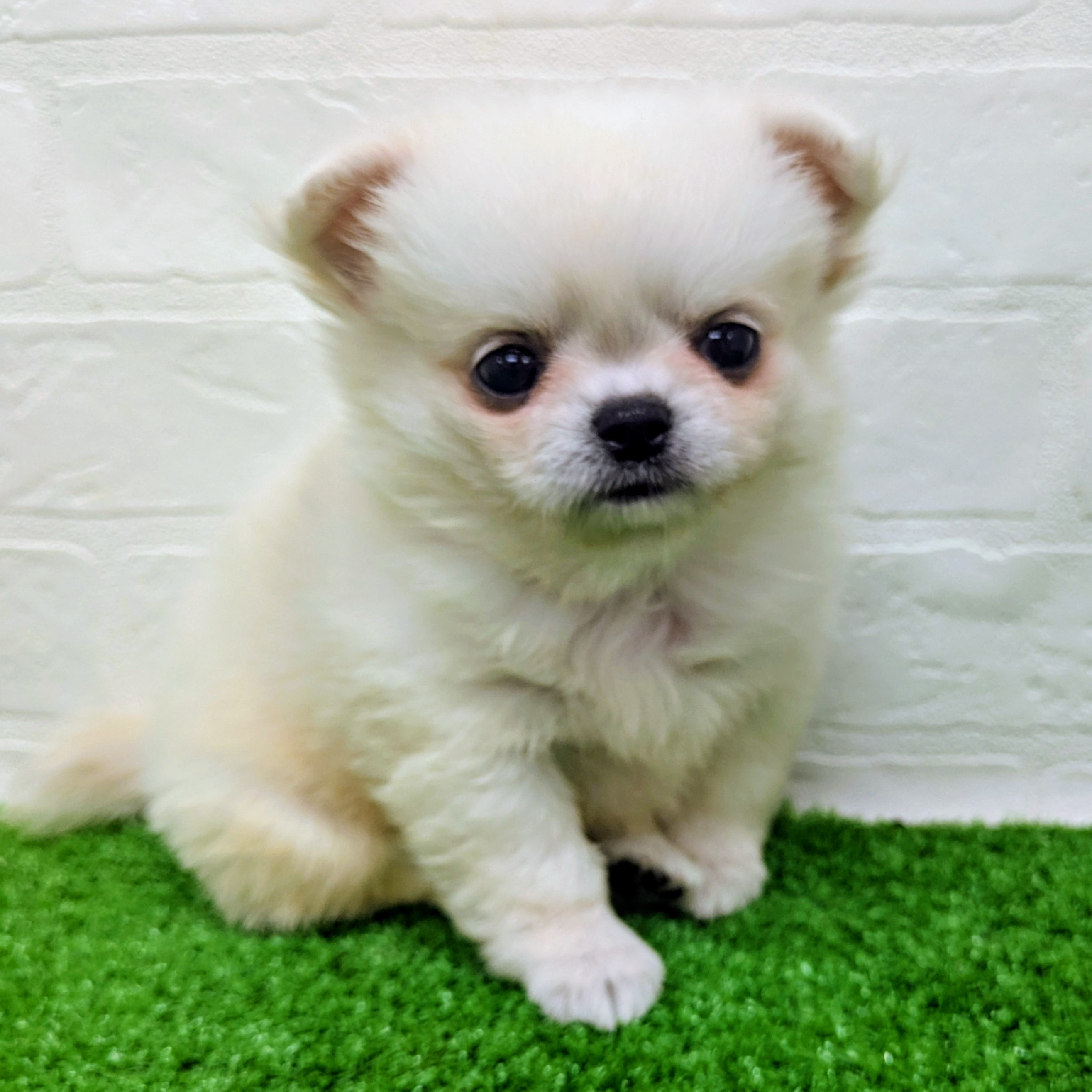 滋賀県のハーフ犬・ミックス犬 (ワンニャンハウス草津店/2026年7月8日生まれ/女の子/ホワイト)の子犬の2枚目の画像