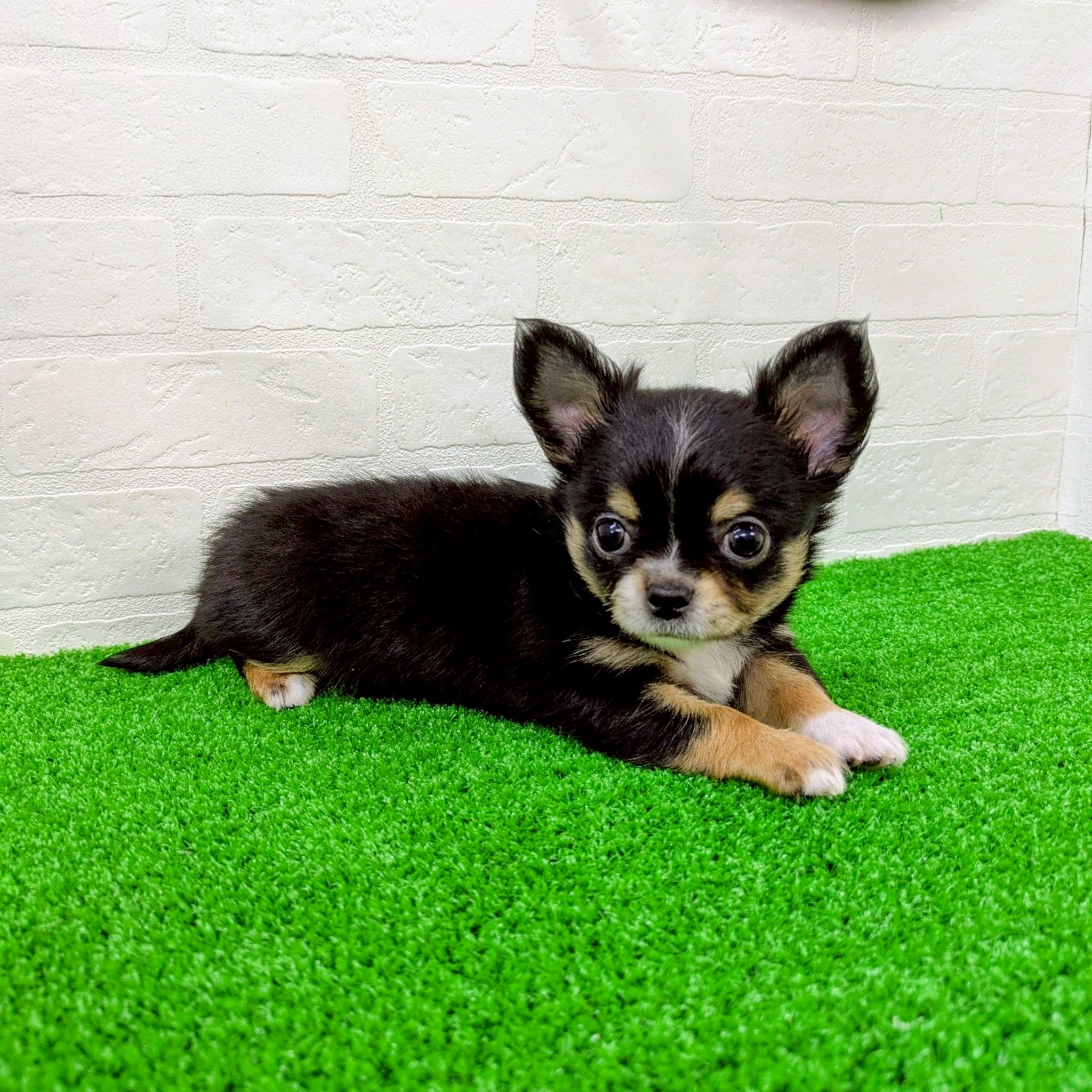 滋賀県のチワワ(ロング) (ワンニャンハウス草津店/2026年2月20日生まれ/男の子/ブラックタンホワイト)の子犬の3枚目の画像