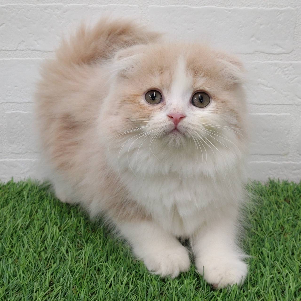愛知県のスコティッシュフォールド (ワンニャンハウス津島店/2025年10月6日生まれ/男の子/クリームタビーホワイト)の子猫の1枚目の画像