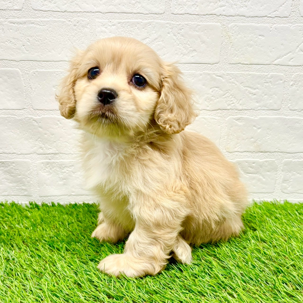 滋賀県のハーフ犬・ミックス犬 (ワンニャンハウス草津店/2025年7月27日生まれ/女の子/クリーム)の子犬の4枚目の画像