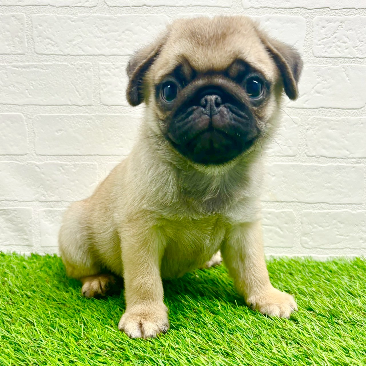 滋賀県のパグ (ワンニャンハウス草津店/2025年10月13日生まれ/男の子/フォーン)の子犬の2枚目の画像