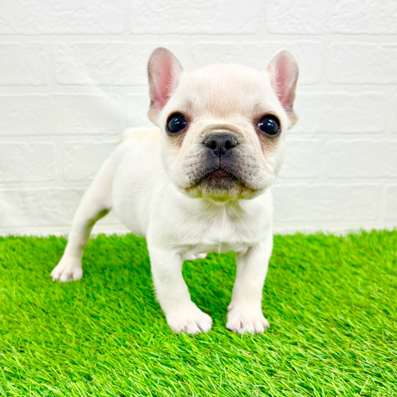 滋賀県のフレンチブルドッグ (ワンニャンハウス草津店/2026年1月12日生まれ/男の子/クリーム)の子犬の2枚目の画像
