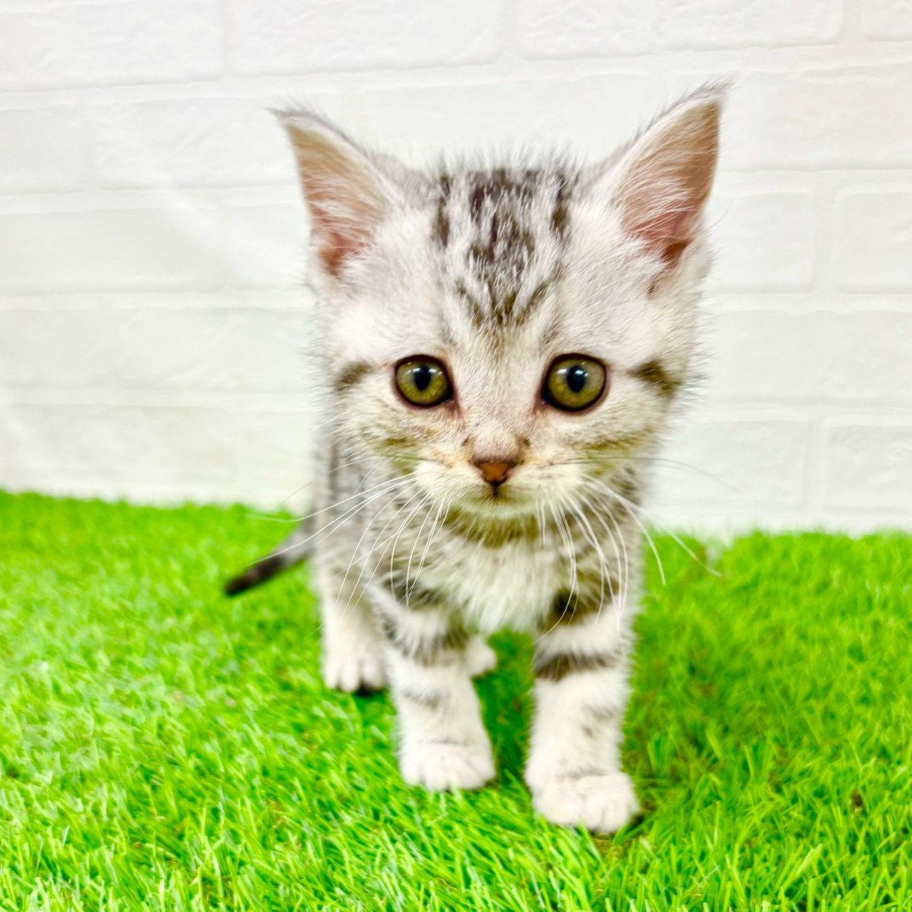 滋賀県のアメリカンショートヘアー (ワンニャンハウス草津店/2026年1月20日生まれ/男の子/シルバータビー)の子猫の1枚目の画像
