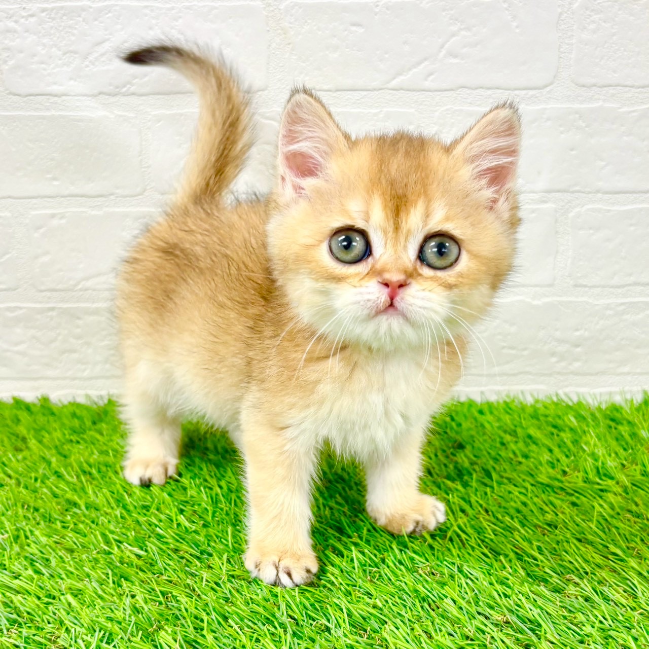 滋賀県のブリティッシュショートヘアー (ワンニャンハウス草津店/2026年1月20日生まれ/女の子/ブラックゴールデンシェーデット)の子猫の2枚目の画像